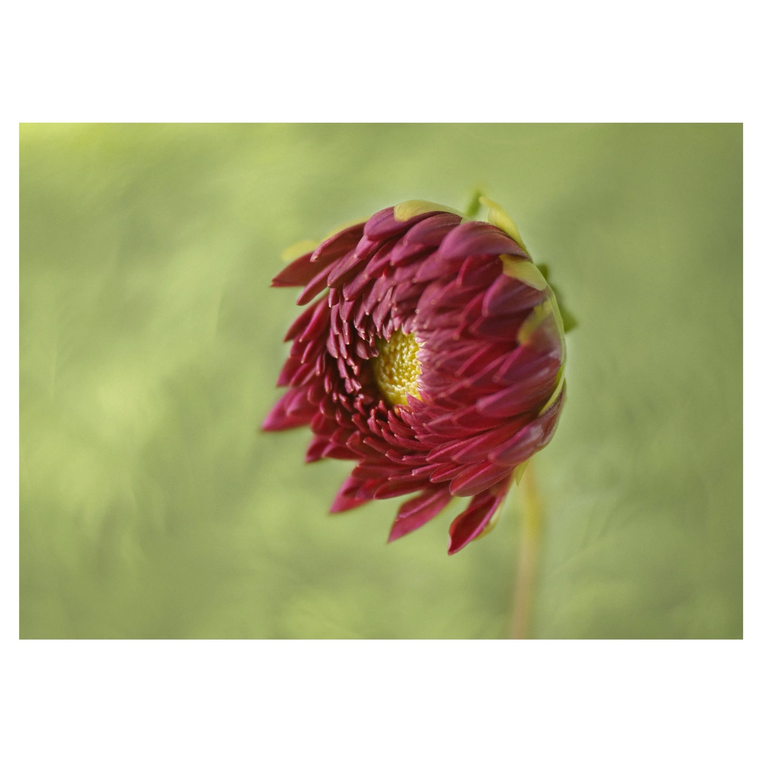 My dahlias have been a bit of a disappointment this year. All the big, blousy varieties have failed to flower - I think the intense heat and drought have taken their toll. 
Here&rsquo;s one from last year&hellip;
.
.
.
.
#dahlias