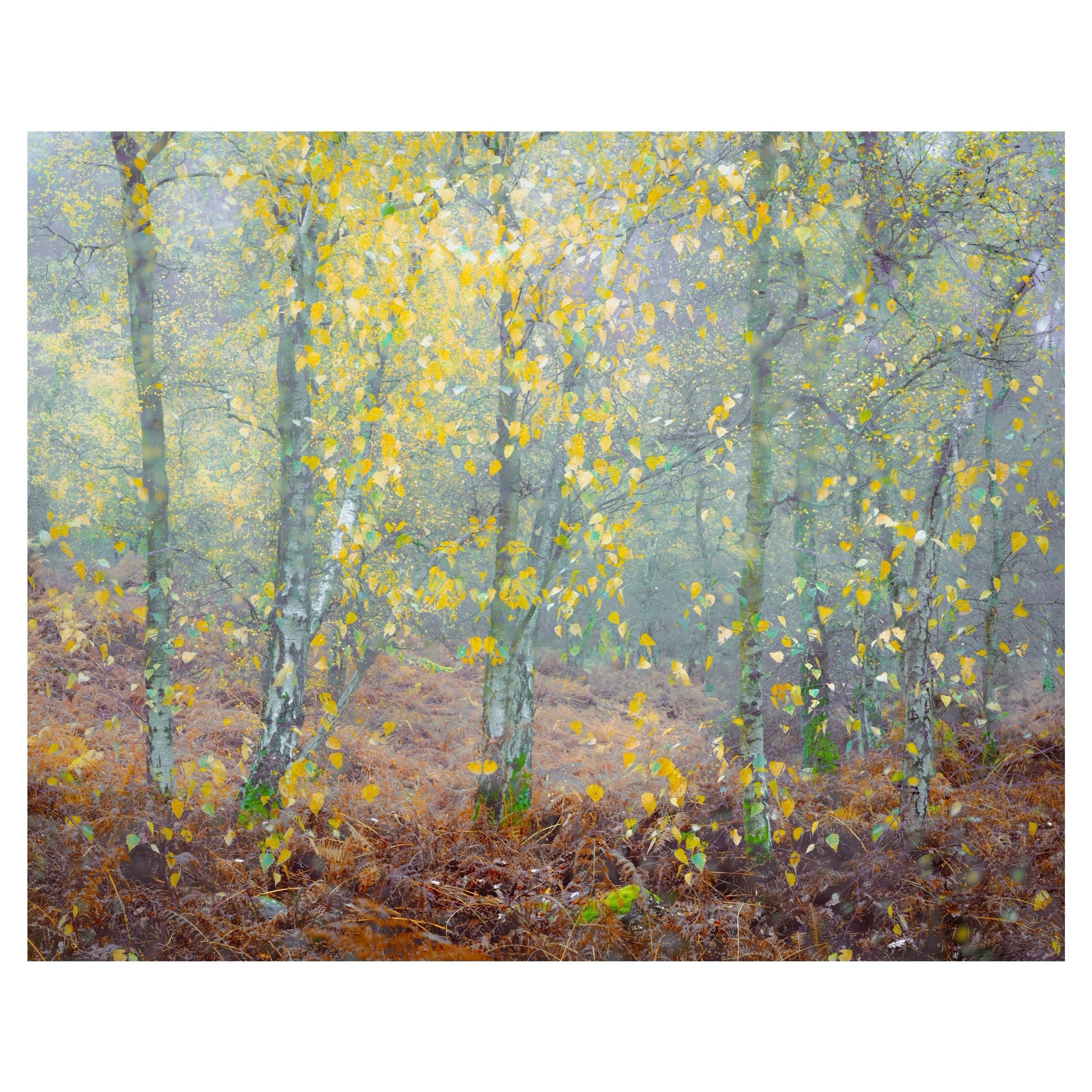 Silver birches
.
.
.
.
#silverbirch #woodland #autumn
