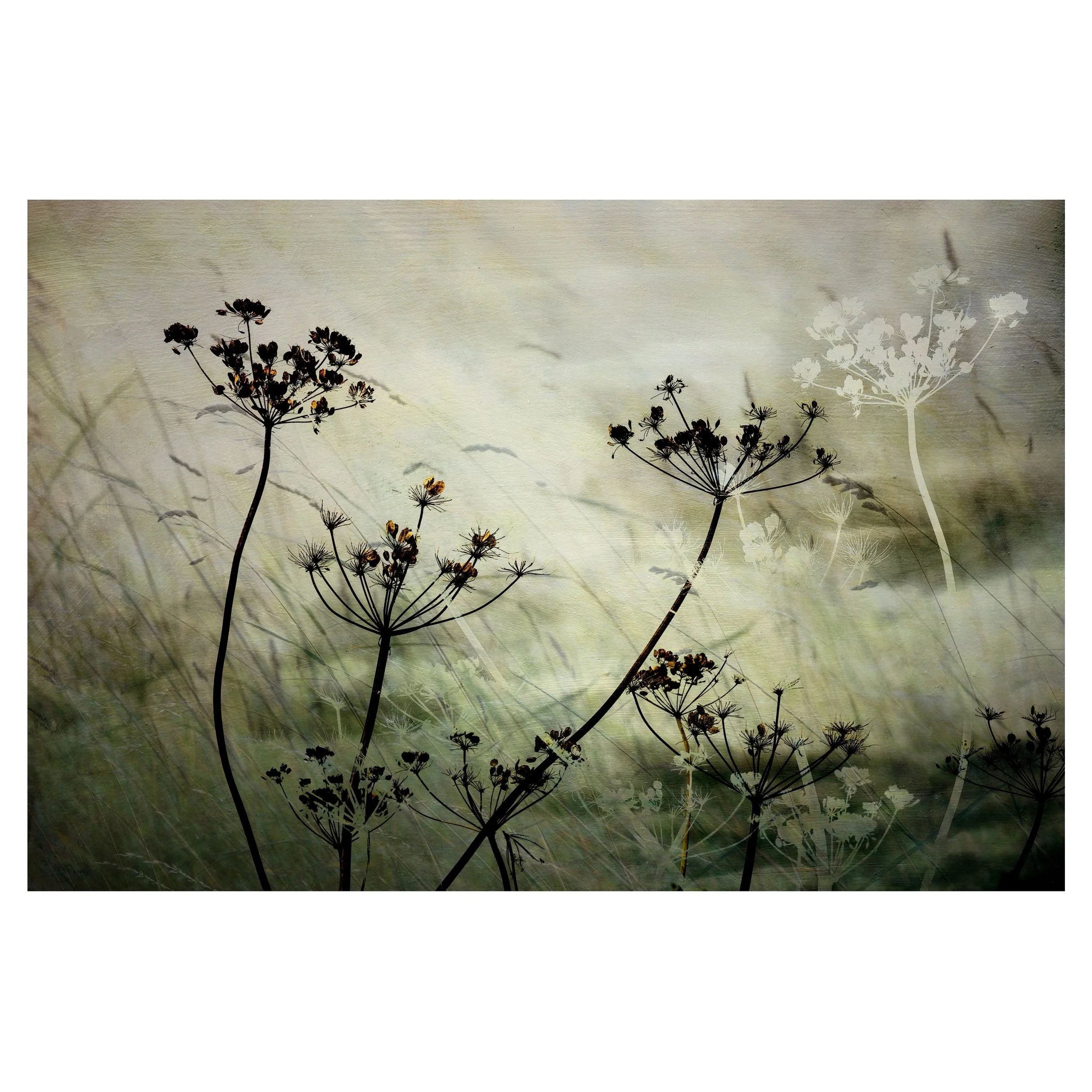 Hogweed 
.
.
.
.
#hogweed #autumn