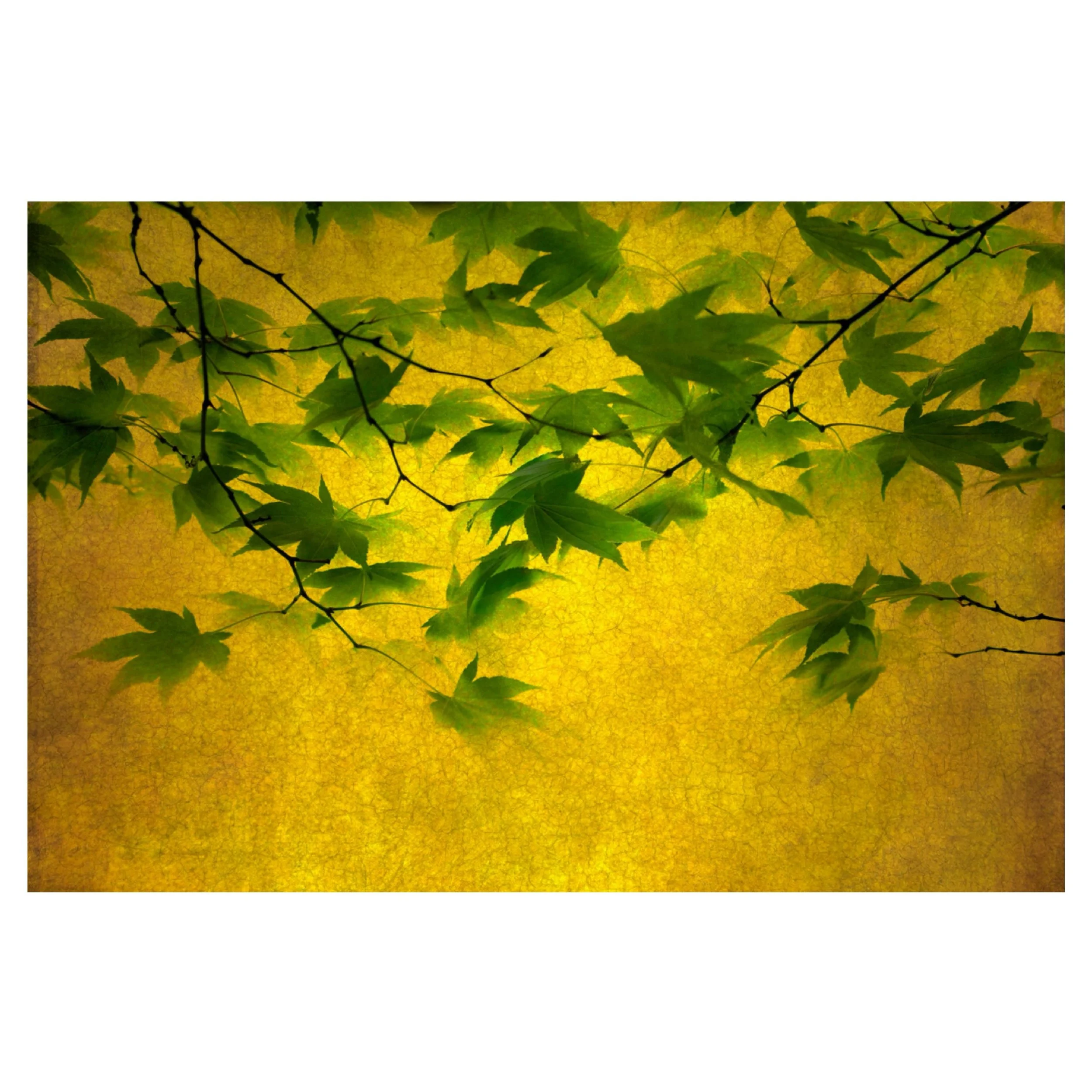 Transience
.
.
.
.
#transience #branches #maple #acer