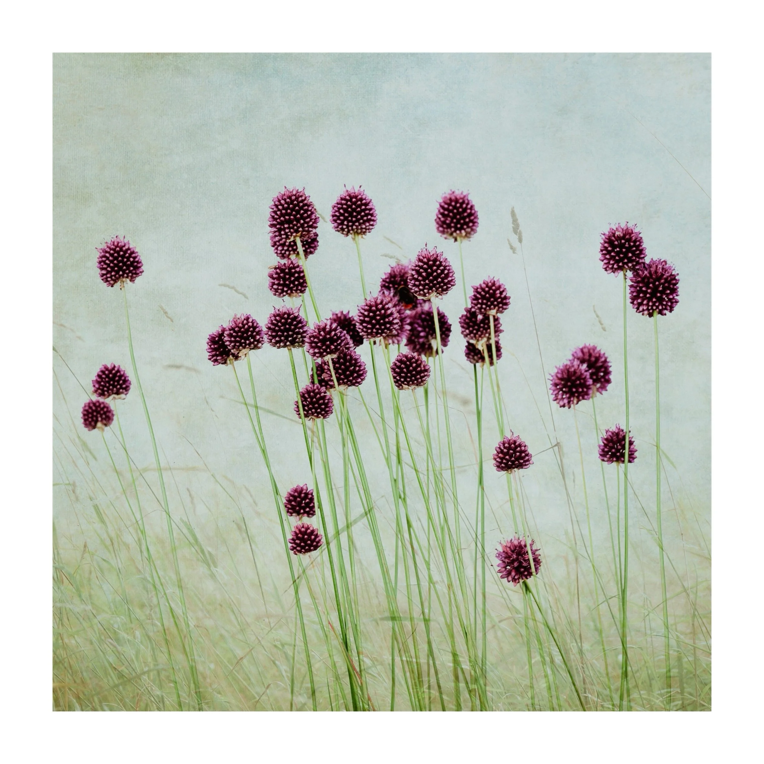Alliums 
.
.
.
.
#alliums #meadow #wildflowers