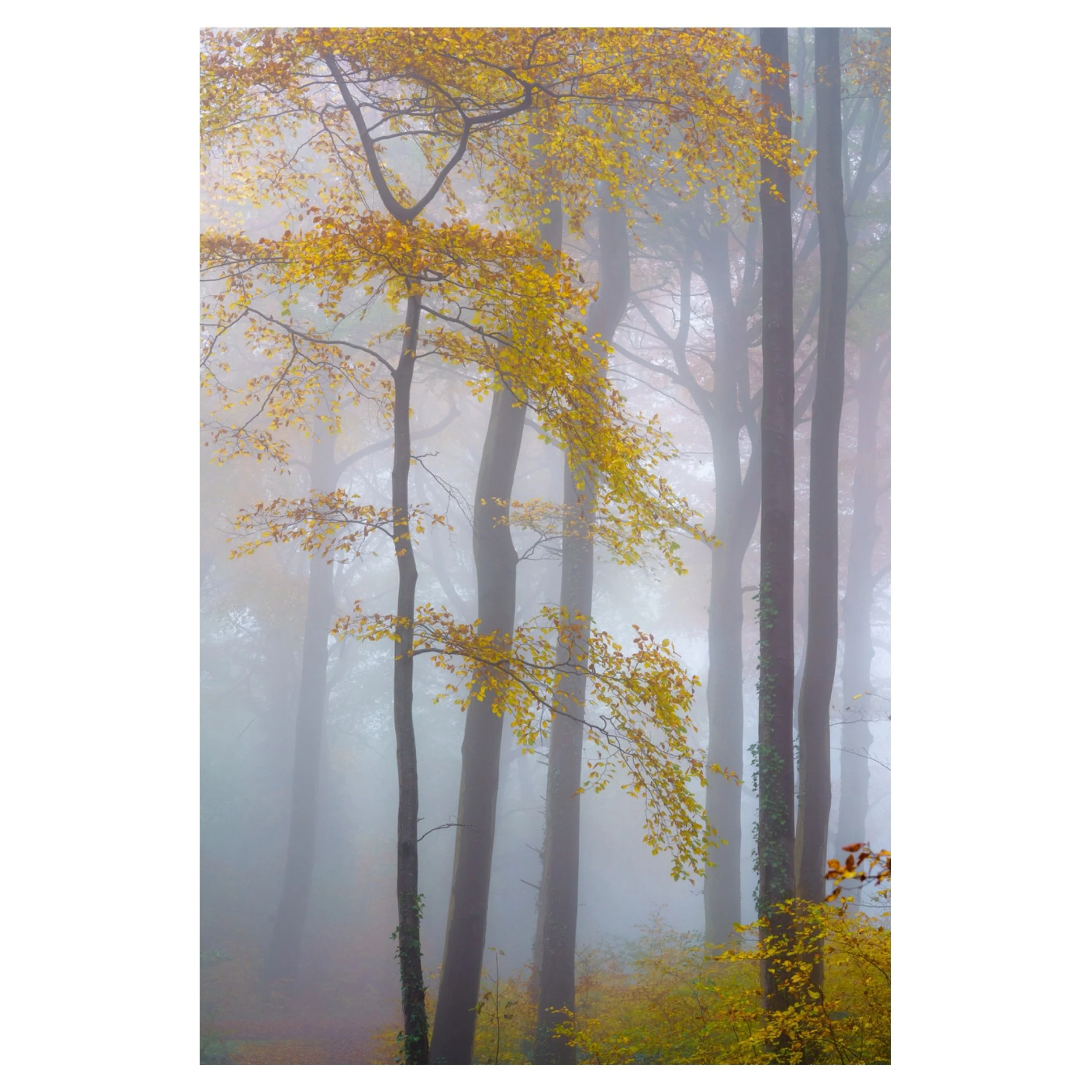 Misty morning 
.
.
.
#misty #mistymorning #woodland