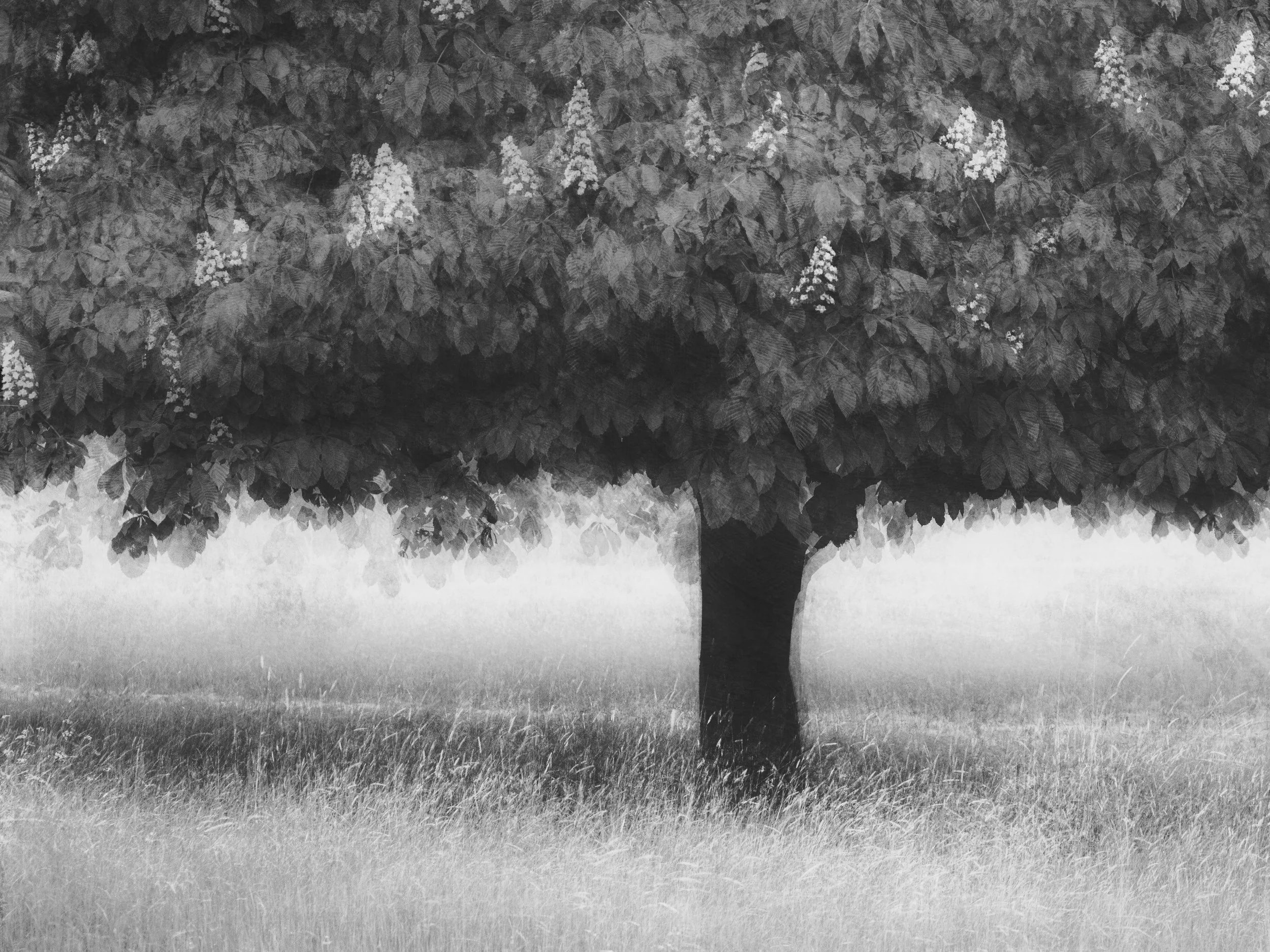 TREE IMPRESSIONS