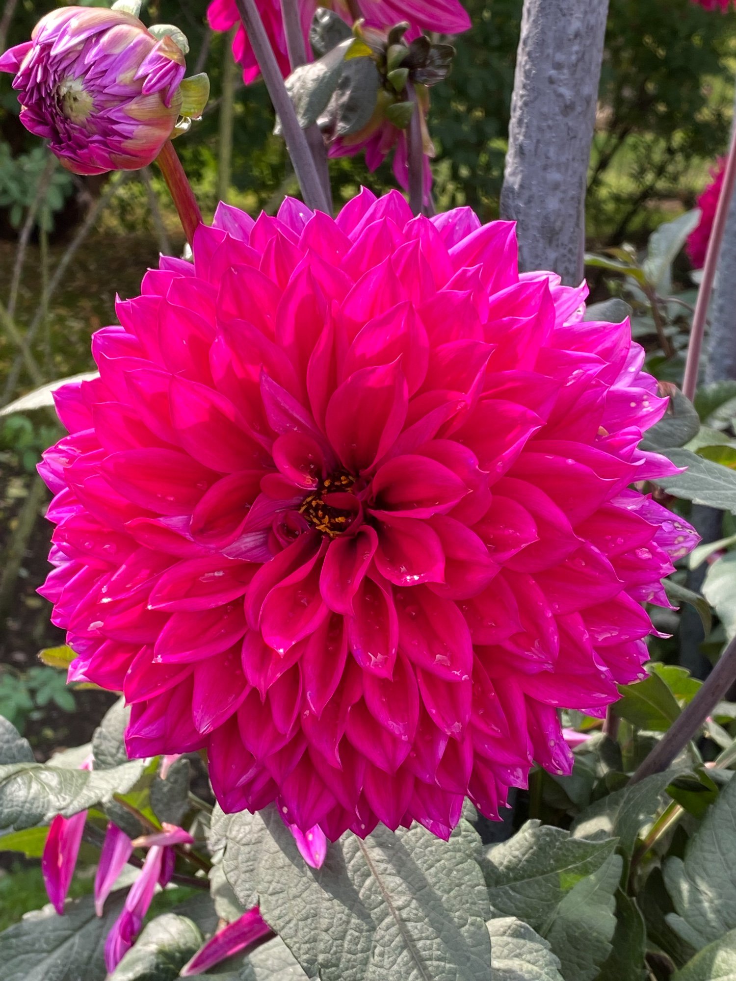 Dahlie in Pink