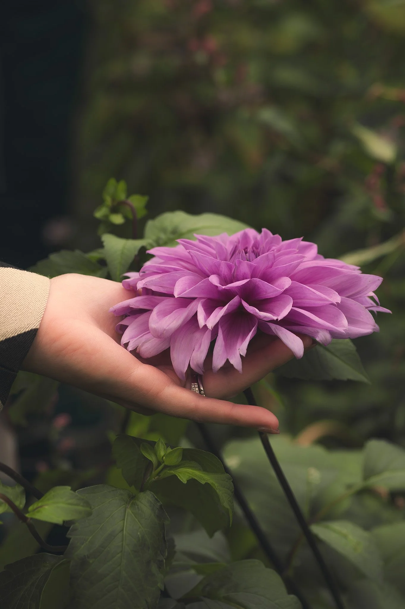 A person holding a large pink dahlia flower in their hand, surrounded by green leaves.