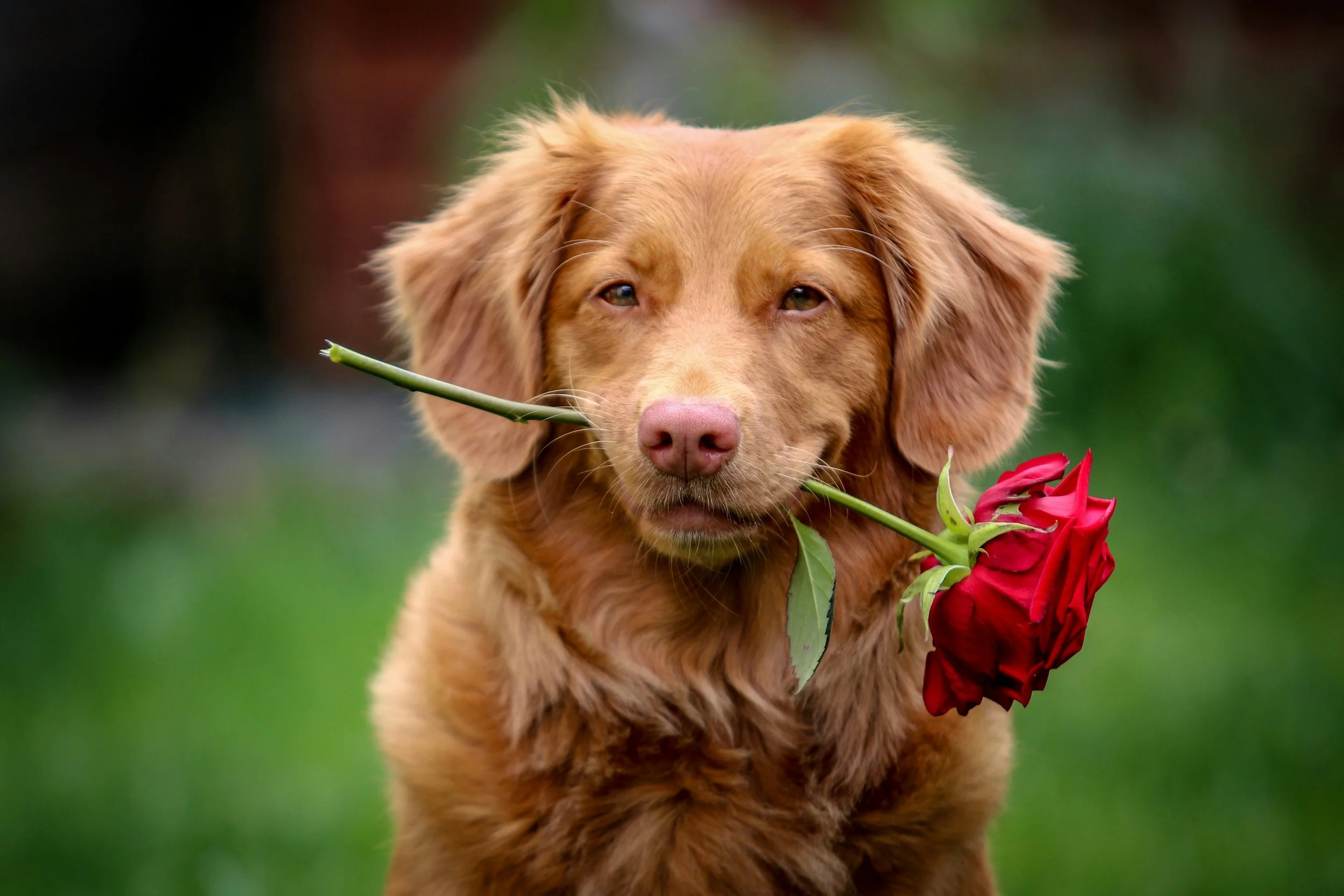 Animal Adoption