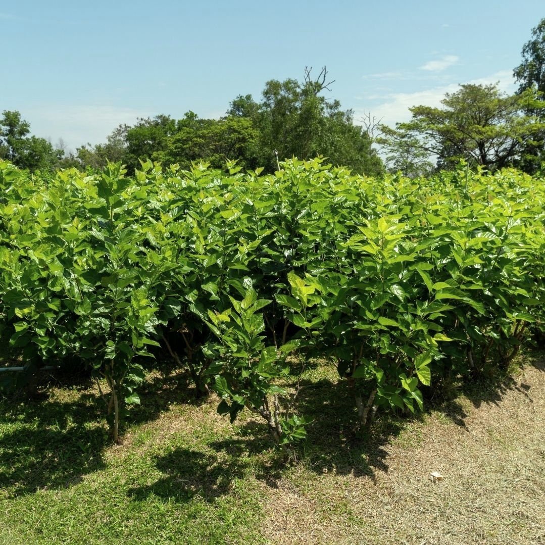 Mulberry Trees Plantation