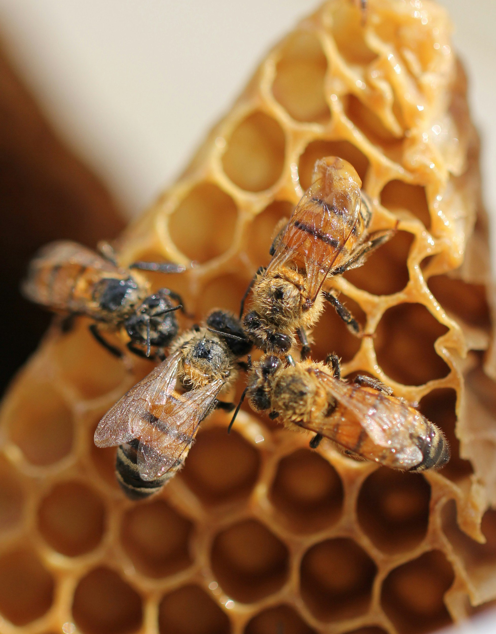Bee Club Class