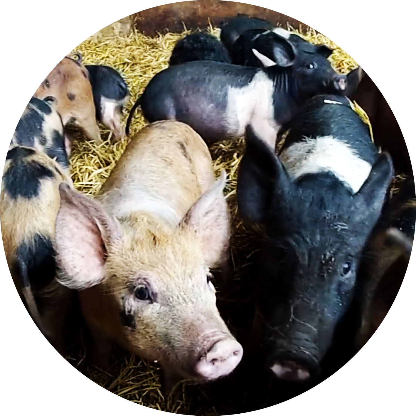 Animals