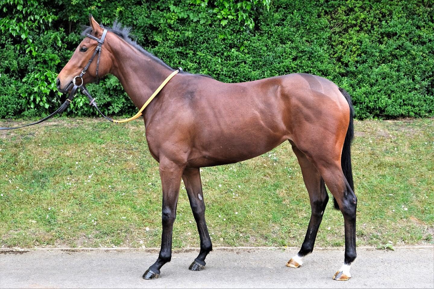 Pleased to introduce the aptly named Royal Lily, 2 year old filly by Oasis Dream. #jubileeweekend