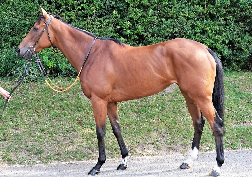 ❗️Introducing Areille❗️A speedy 3yo filly with 2 wins to her name. With an Irish rating of 76 she should be very competitive and progressive in sprint handicaps. Shares available, get in touch for more details 📞