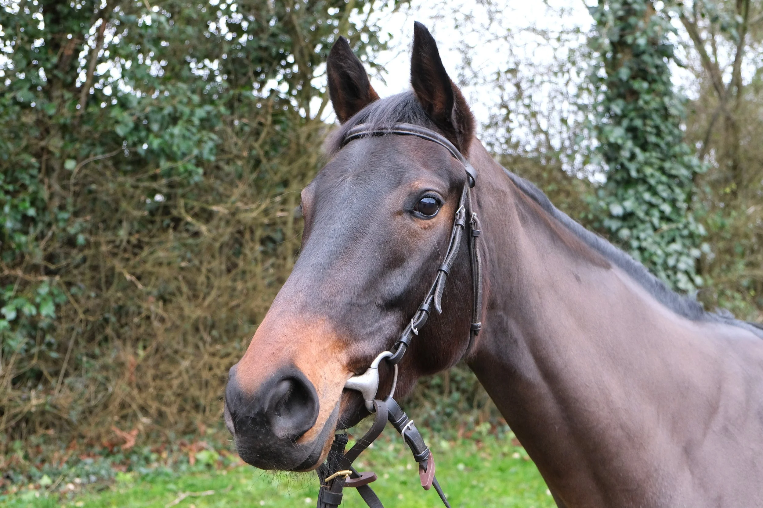 RAFFLES ANGEL
