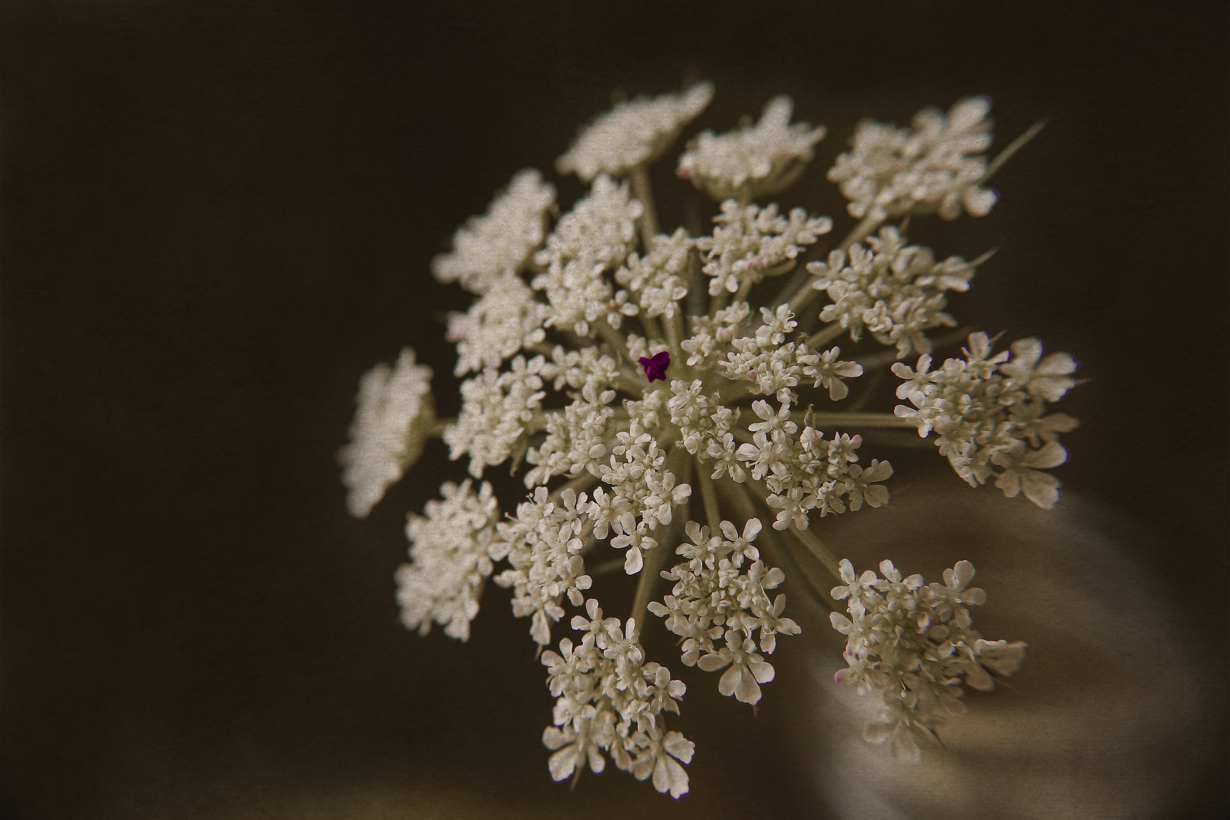 Queen Ann's Lace.jpg