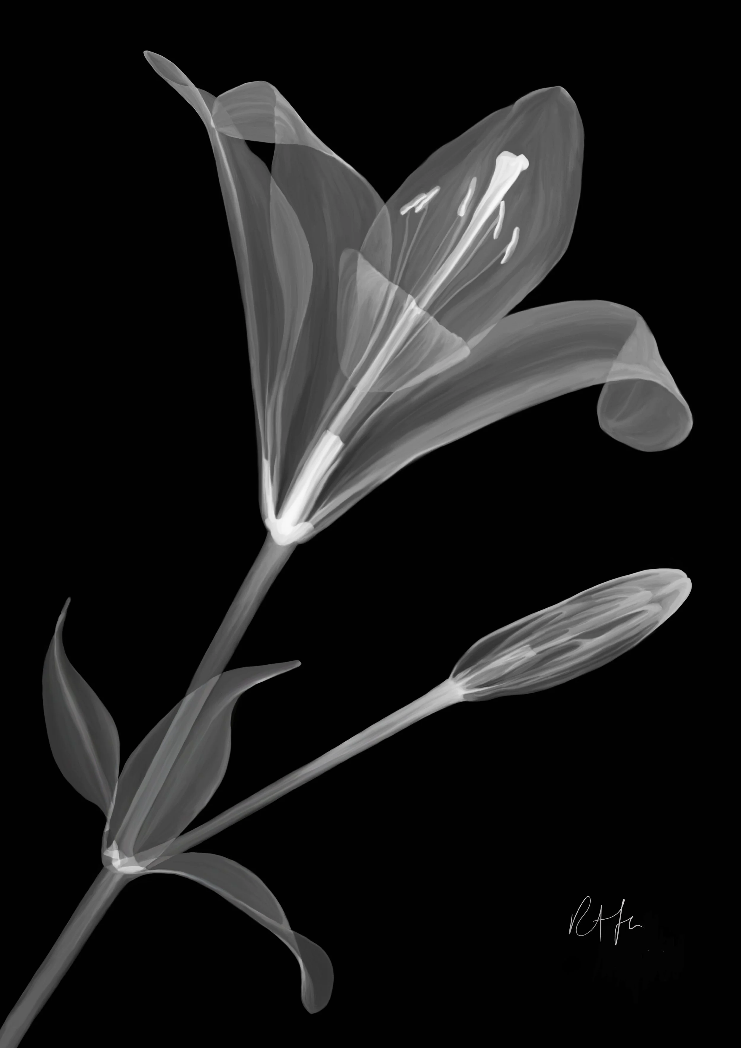 Fresh Life 300 A3.jpg
