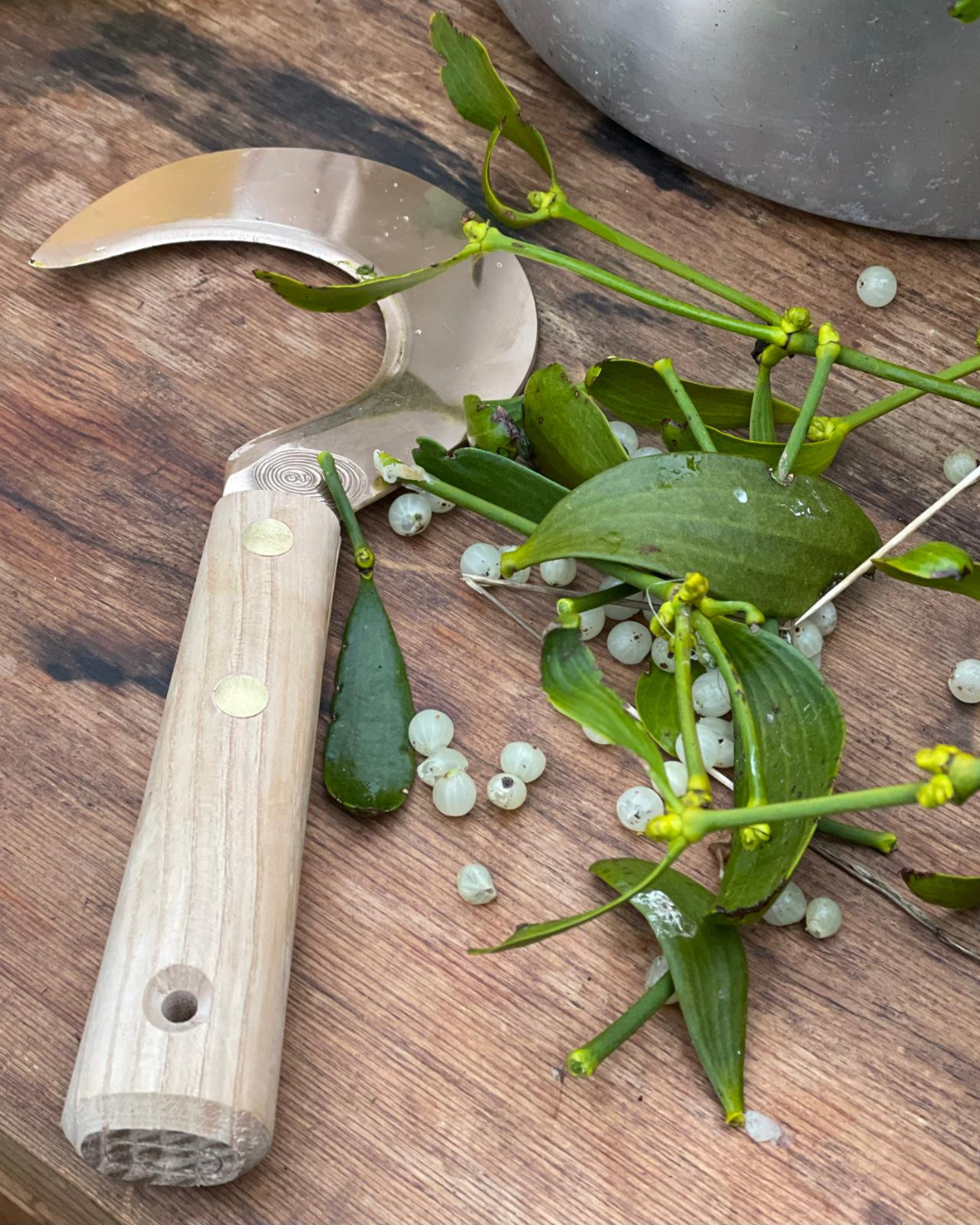 Mistletoe Medicine Making Day 