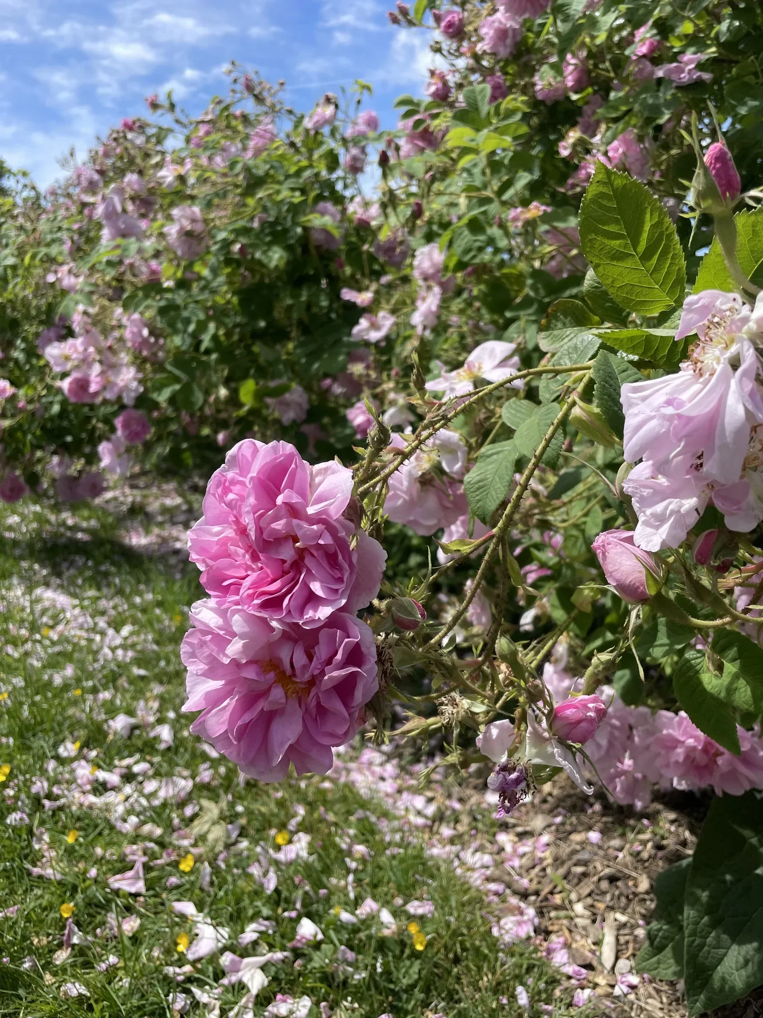 For The Love of Roses