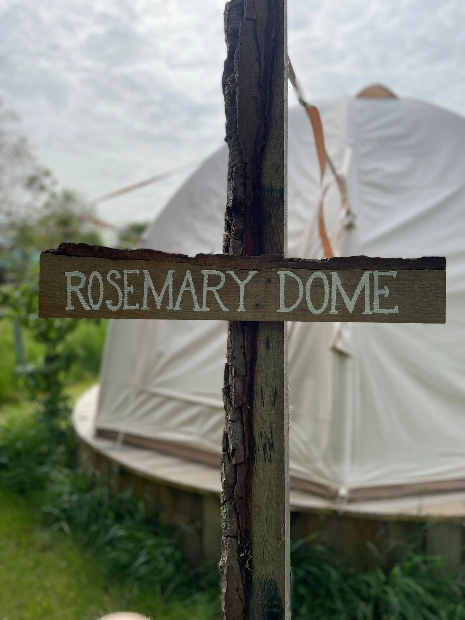 Rosemary Dome