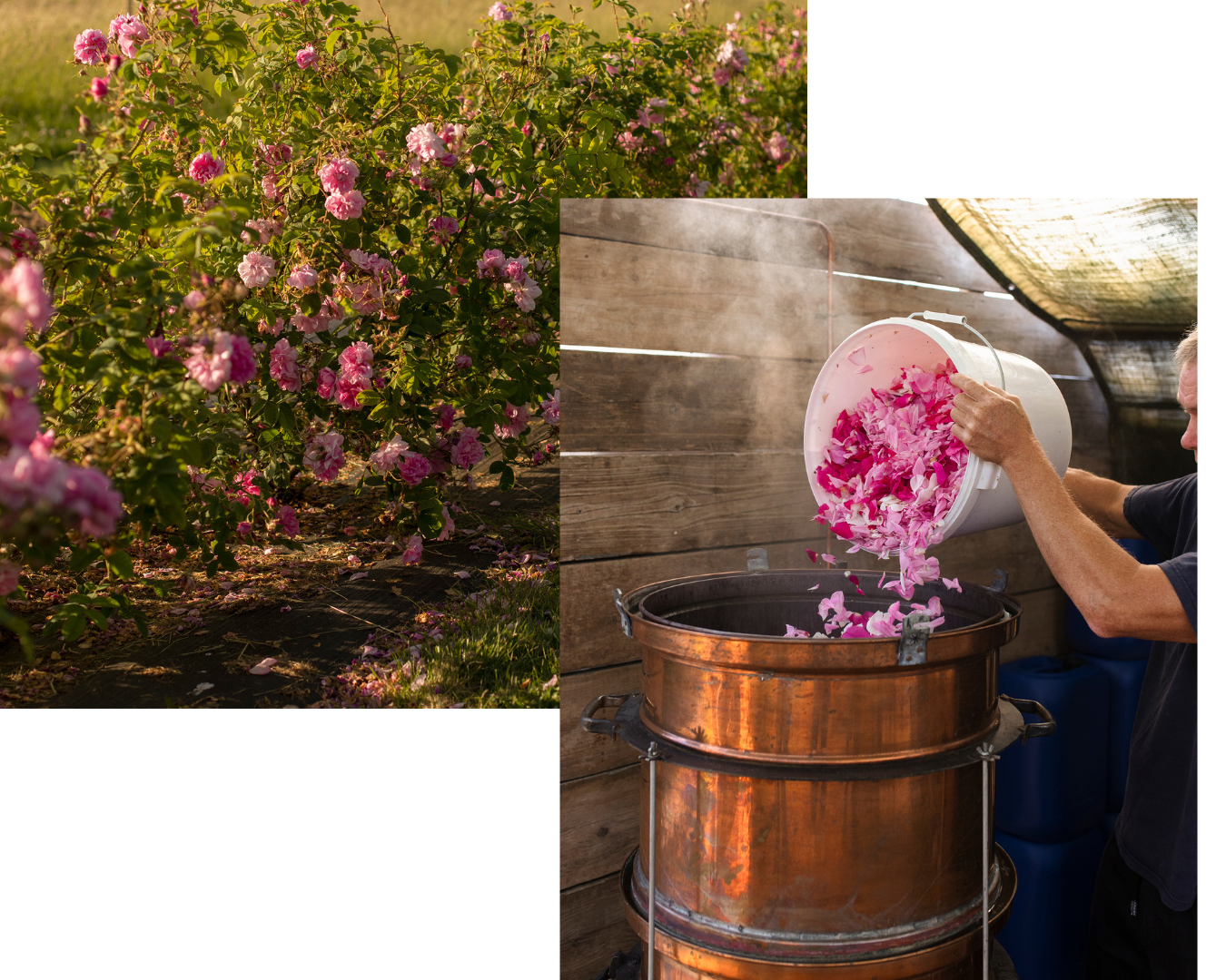 Apothecary Rose Alembic Day — The Apothecary Garden