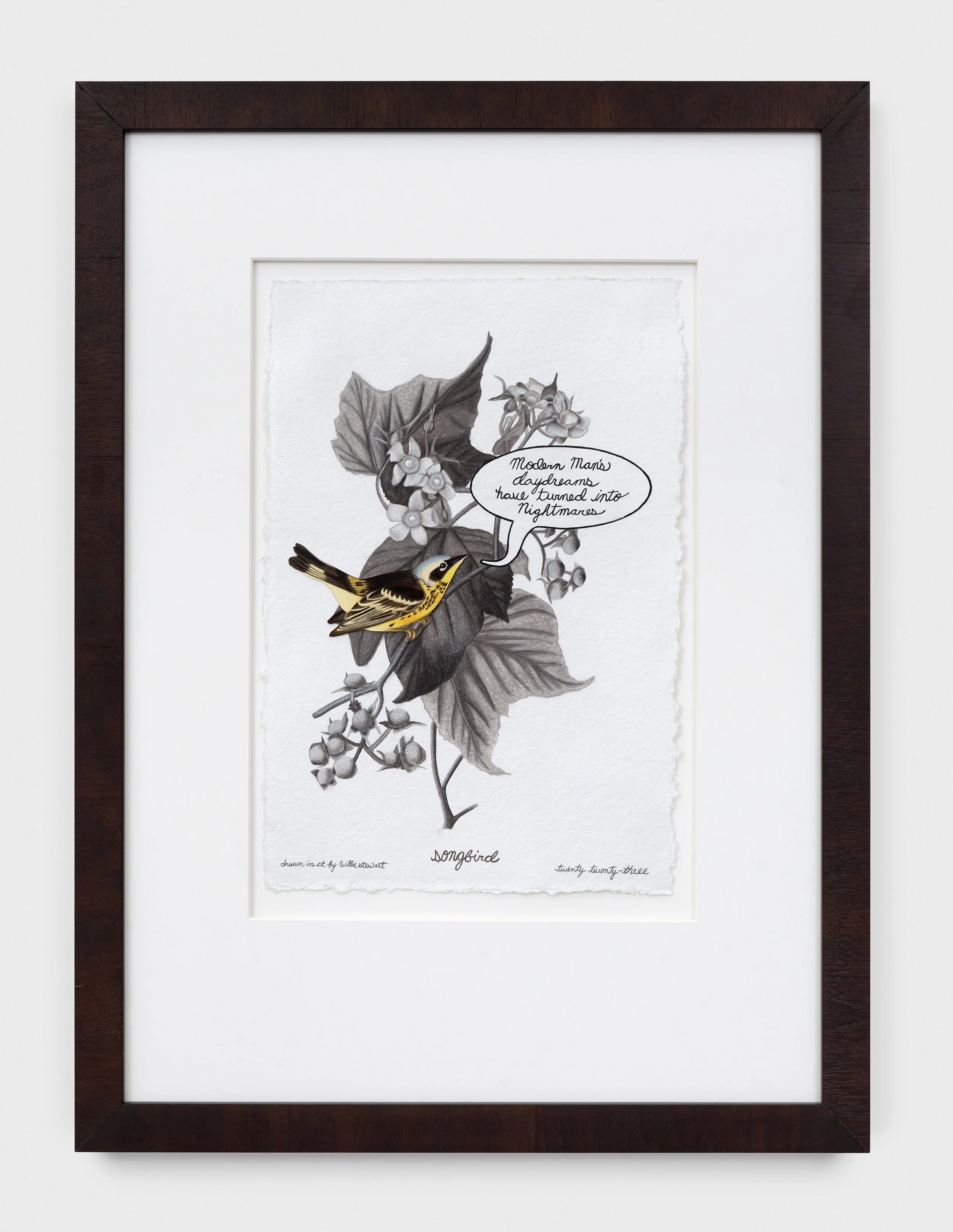 Willie Stewart_Black Yellow Warbler_2024.jpg