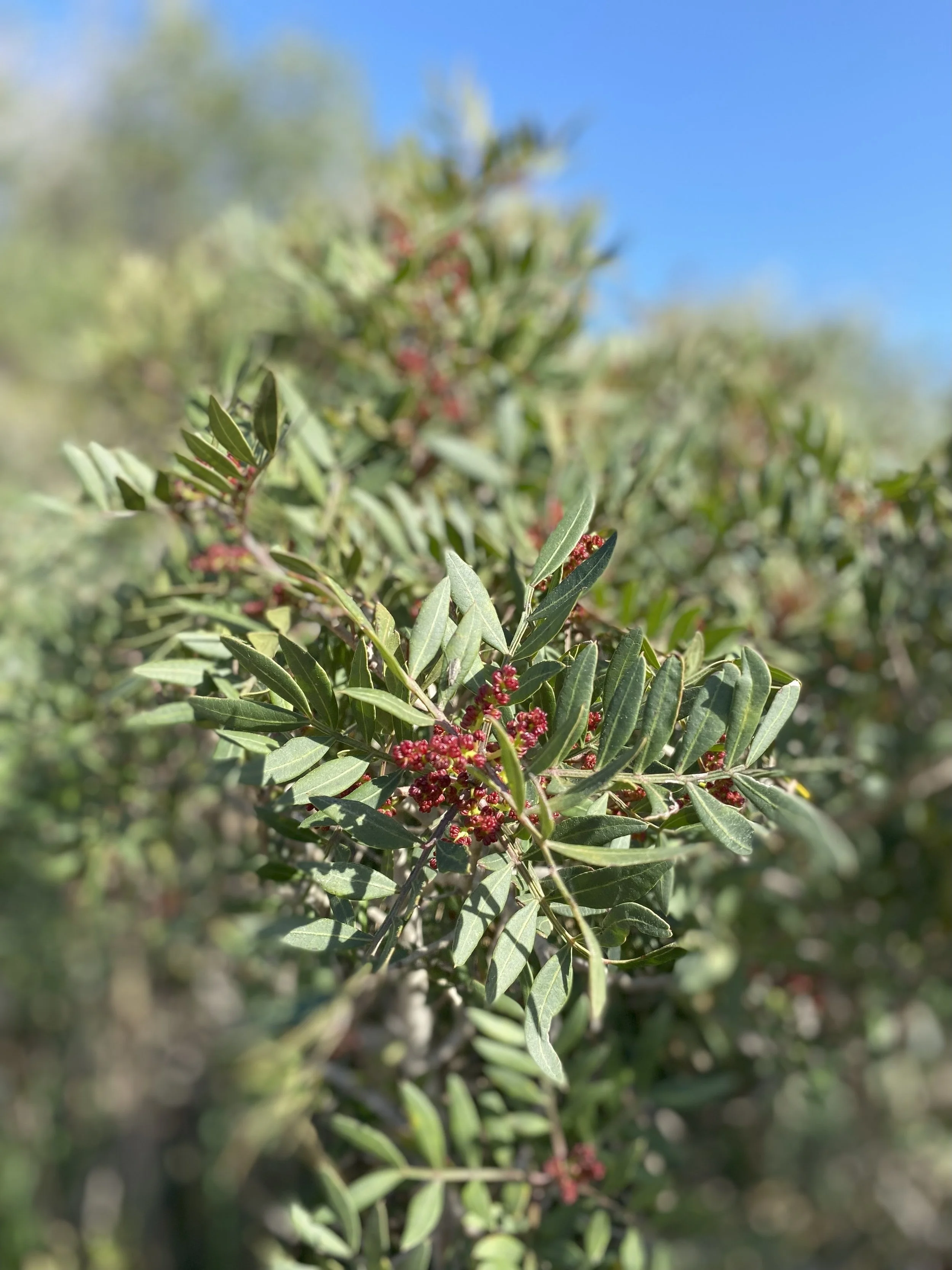 Mastic Berries.jpg