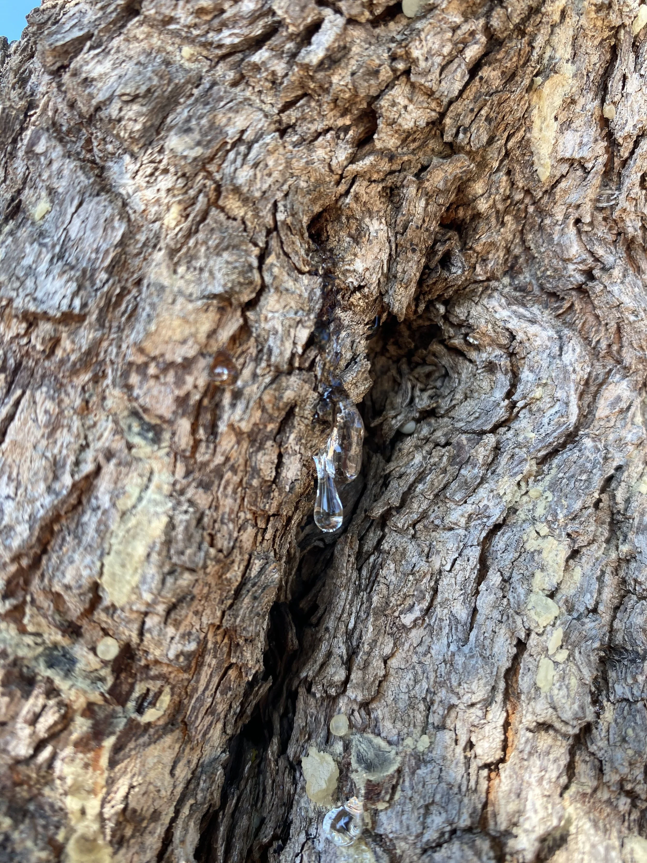 Tears of Chios on Skinos Tree