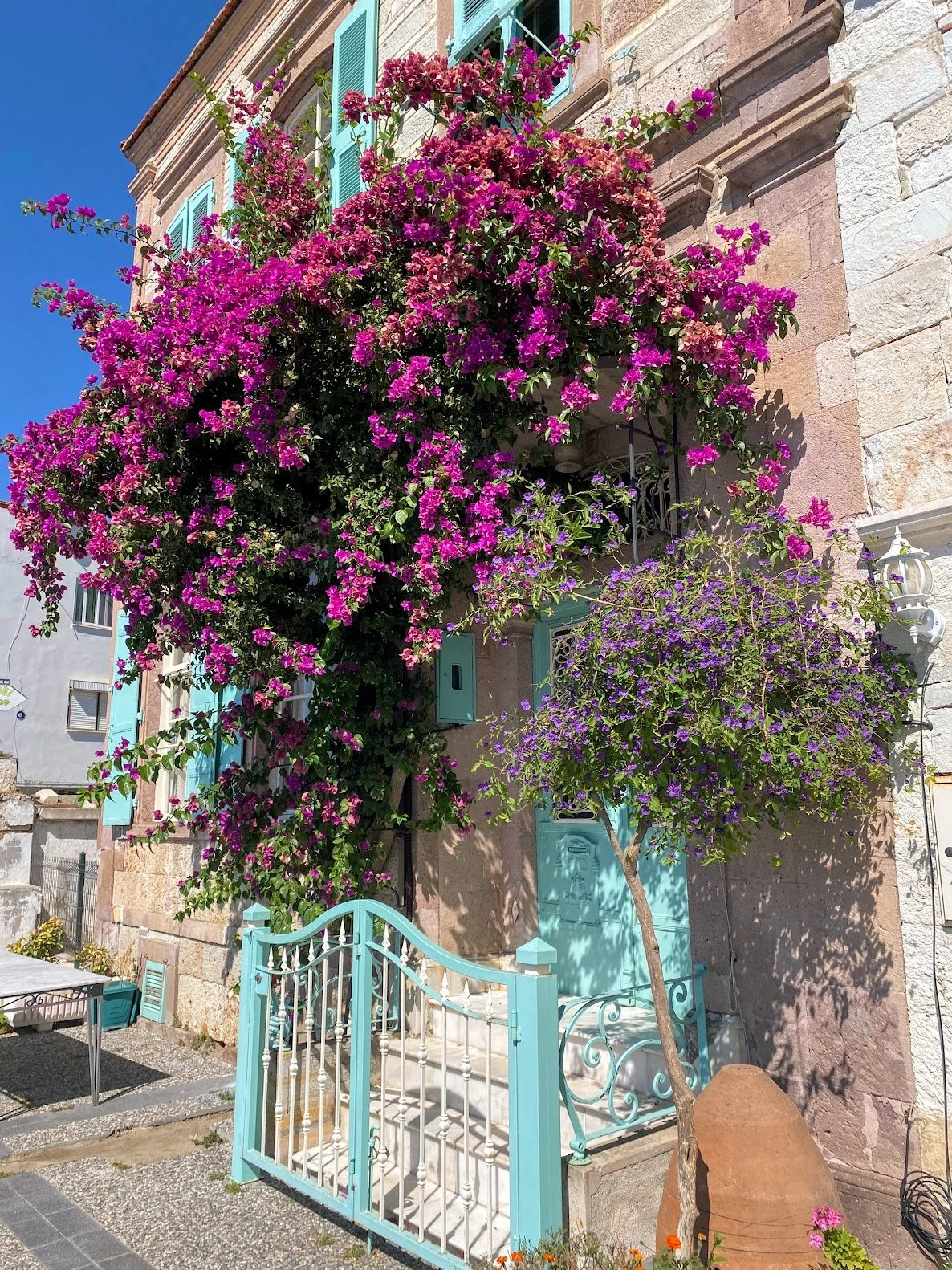 Bougainvillea in Foça, Türkiye