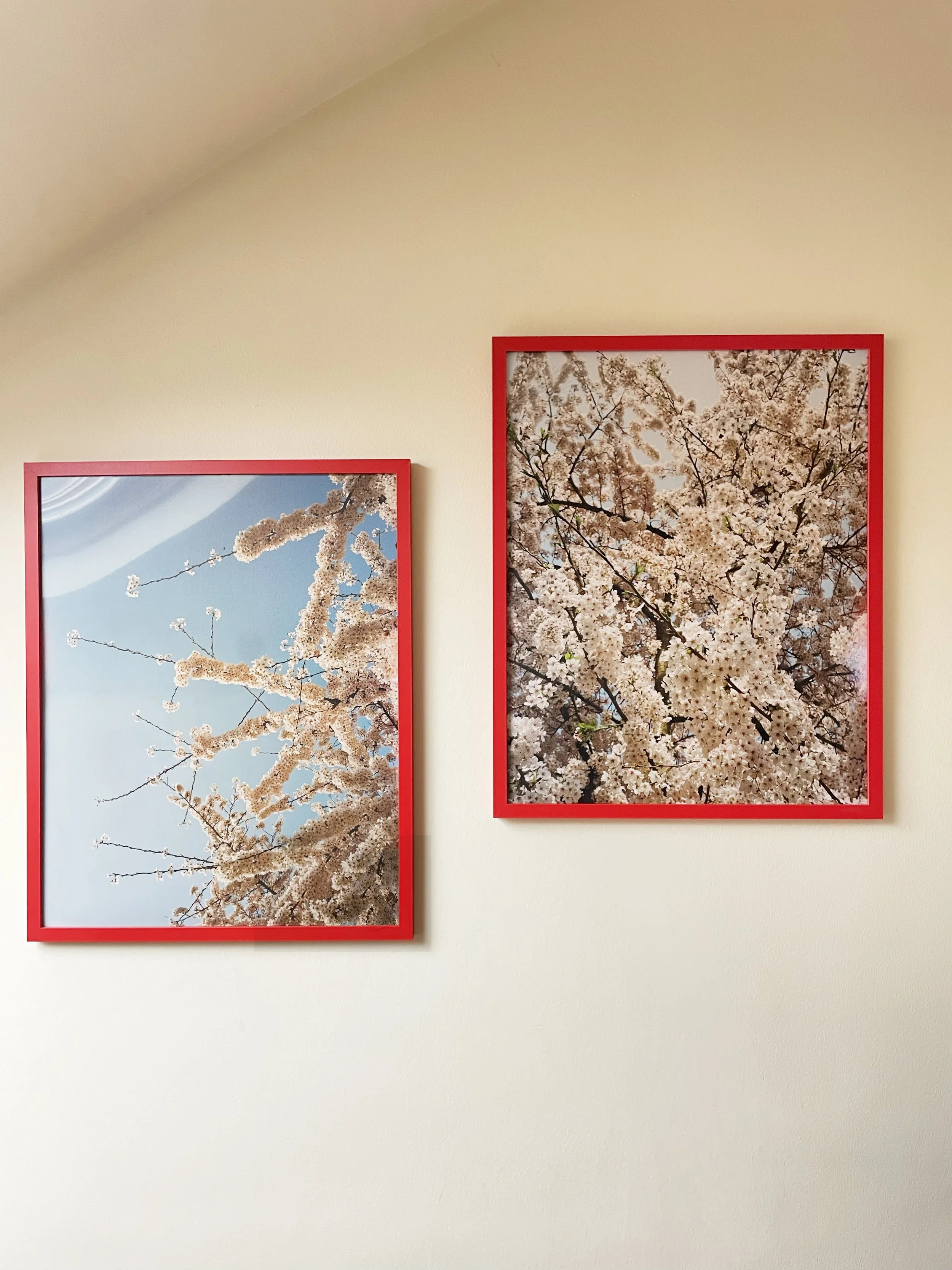 londom sakura in situ.jpg