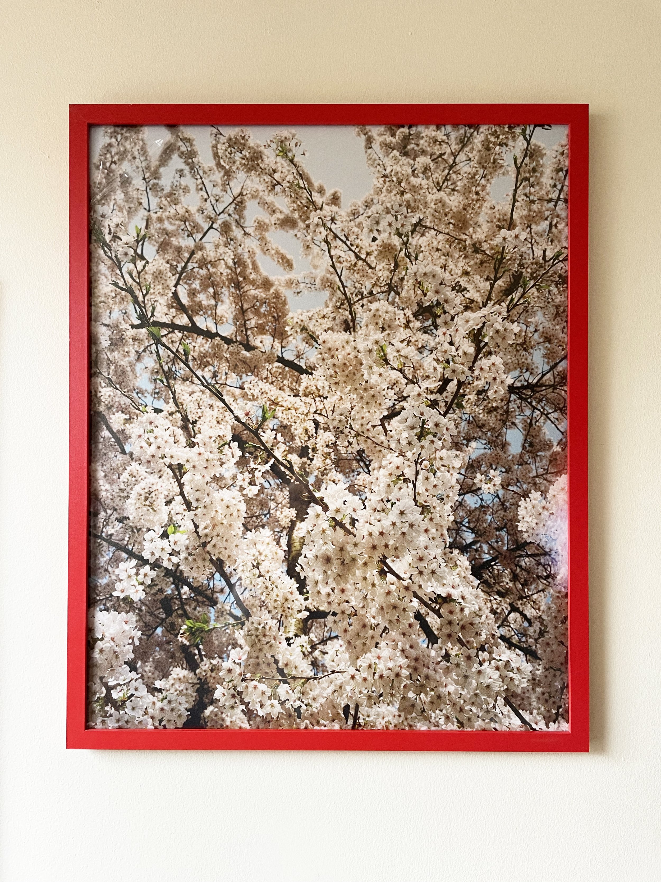 londom sakura in situ 2.jpg