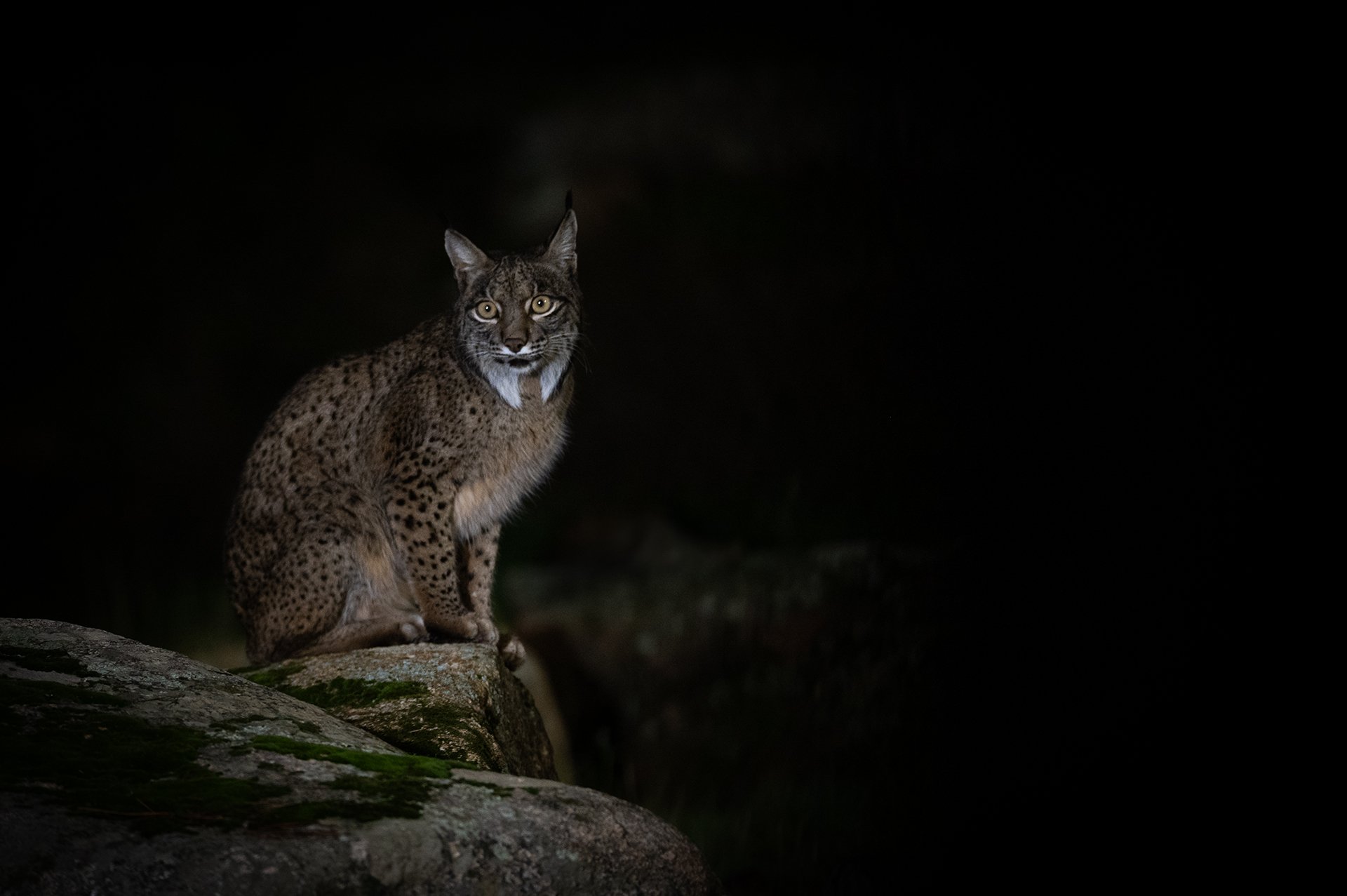 El lince ibérico