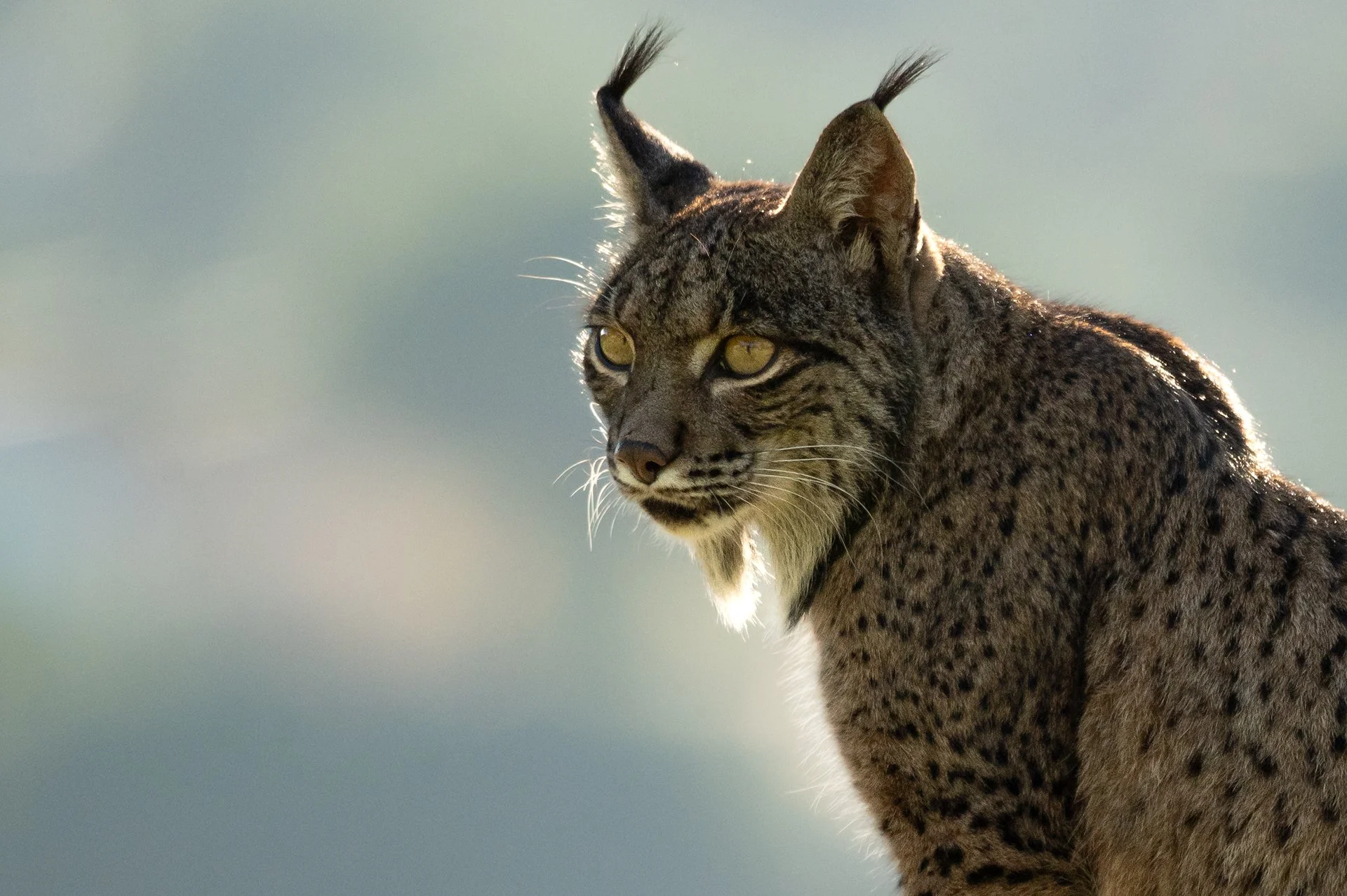 El lince ibérico 