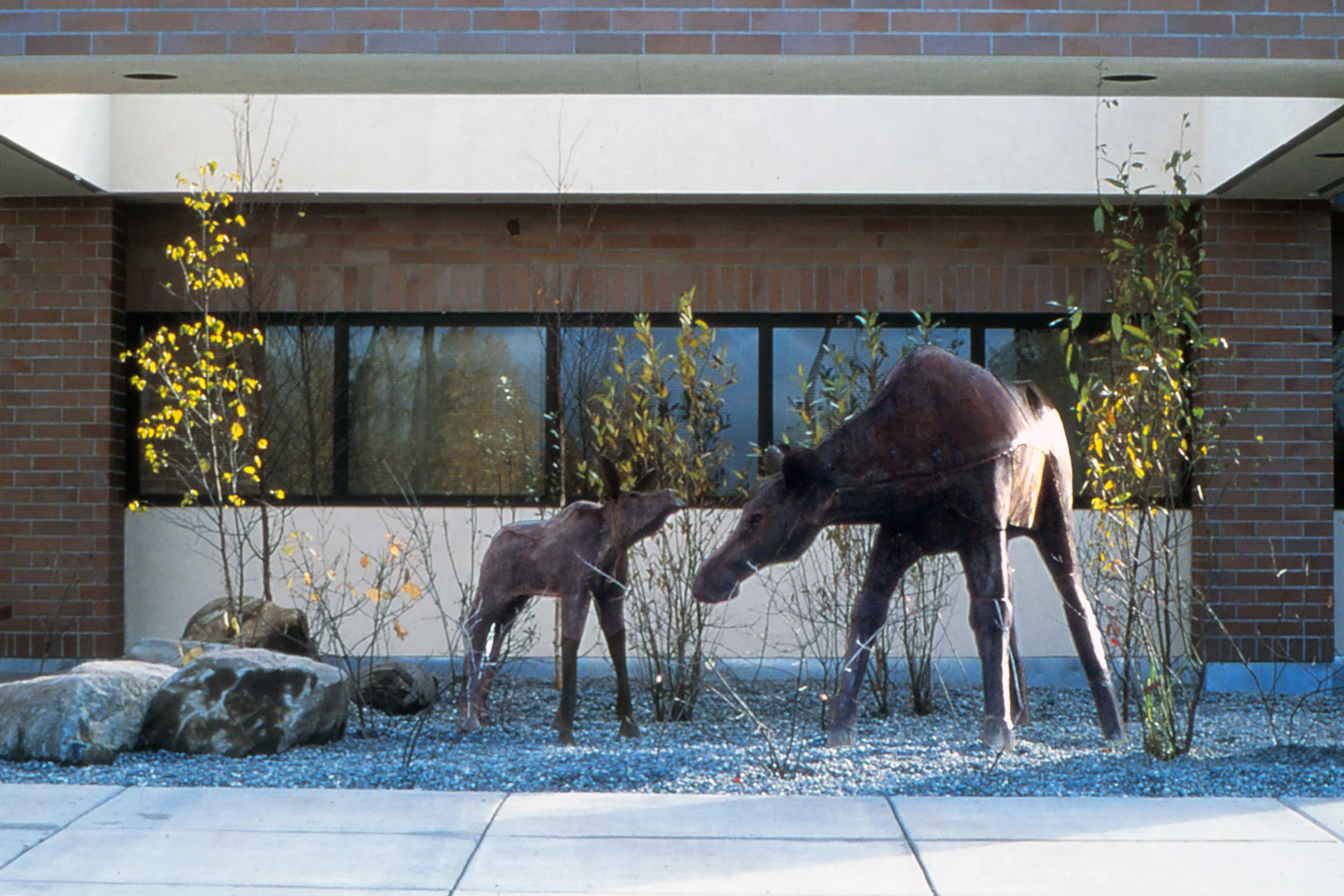 Moose