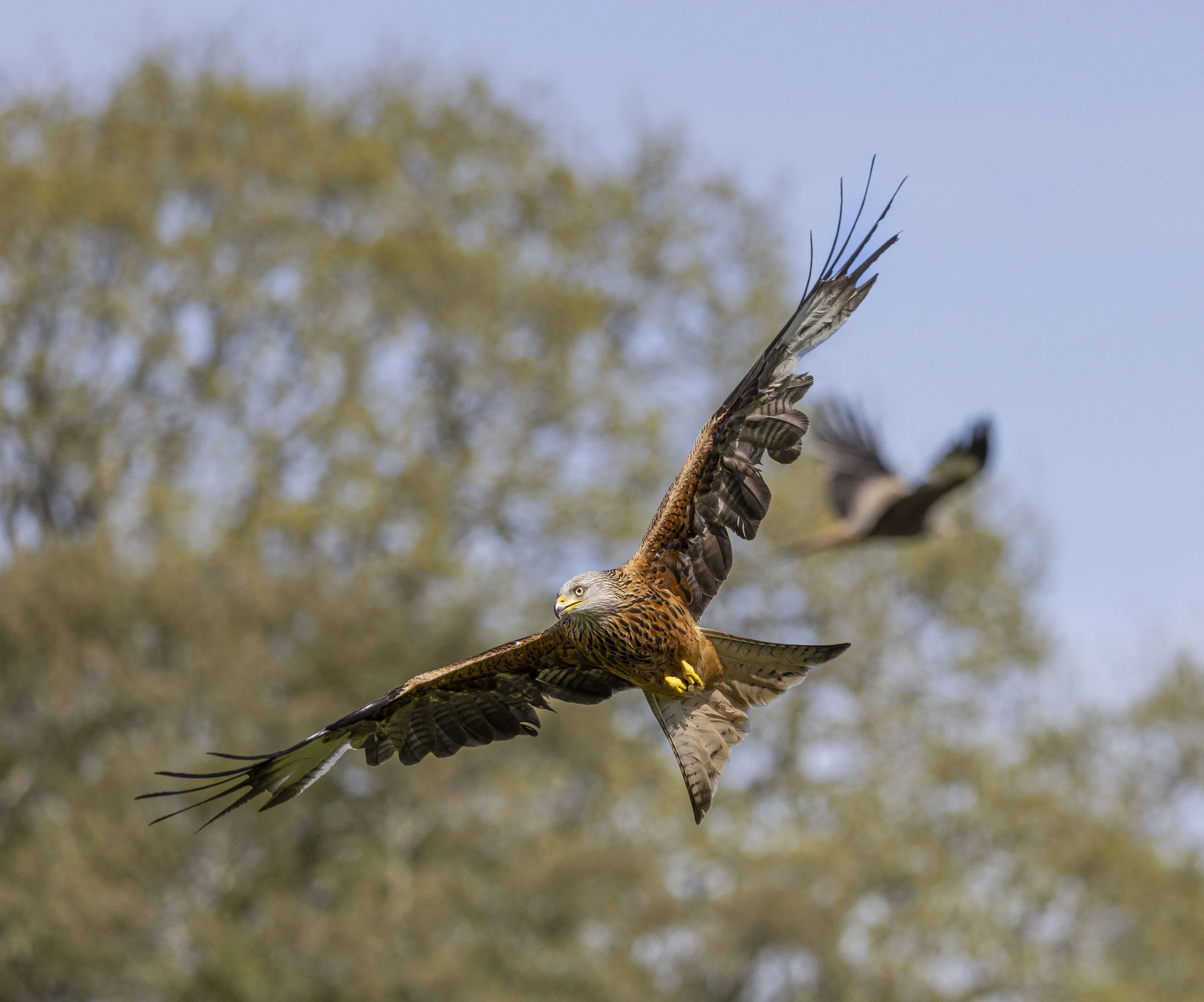 Red Kites at Gigrin Farm