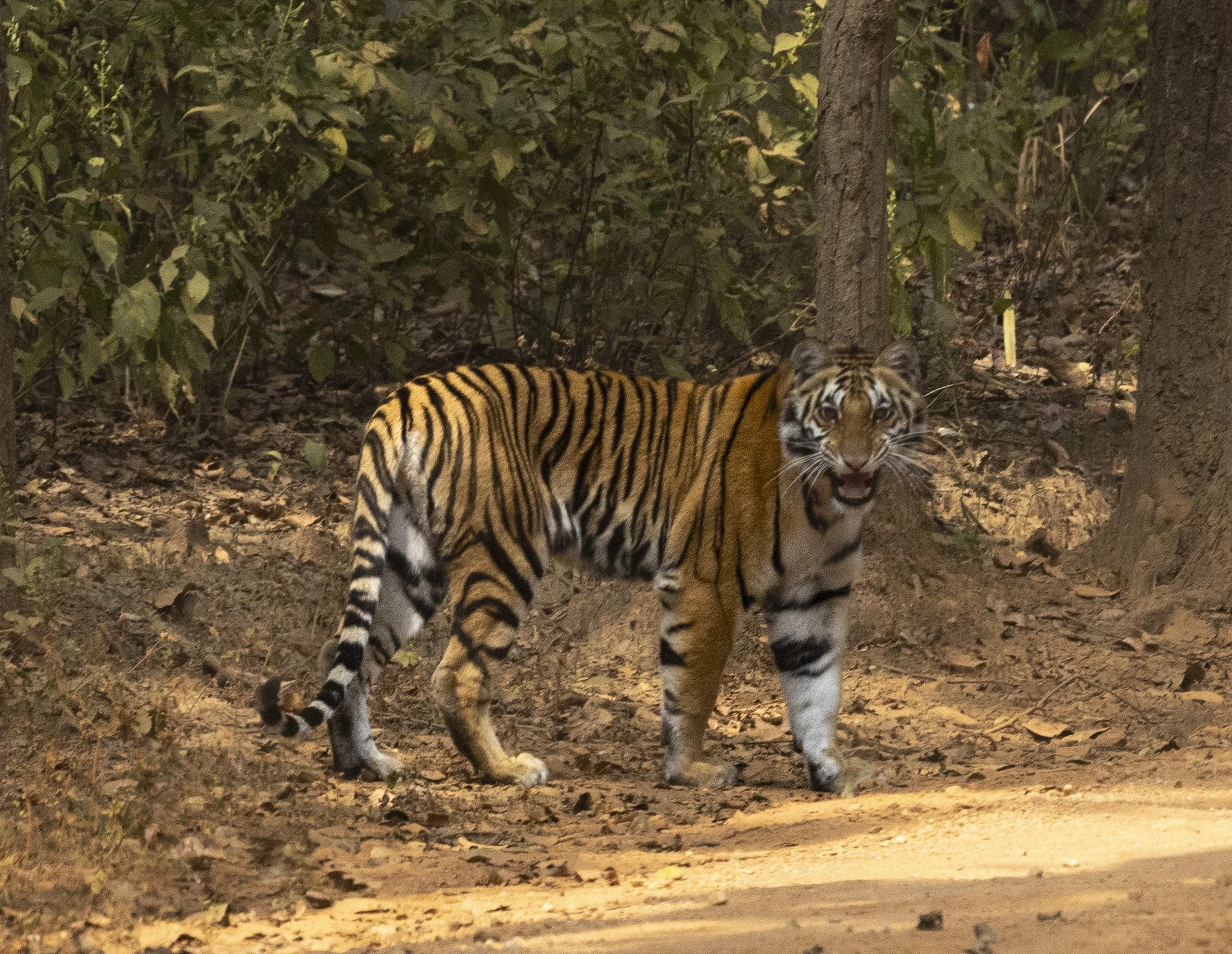 Kanha Day 4-8342.jpg