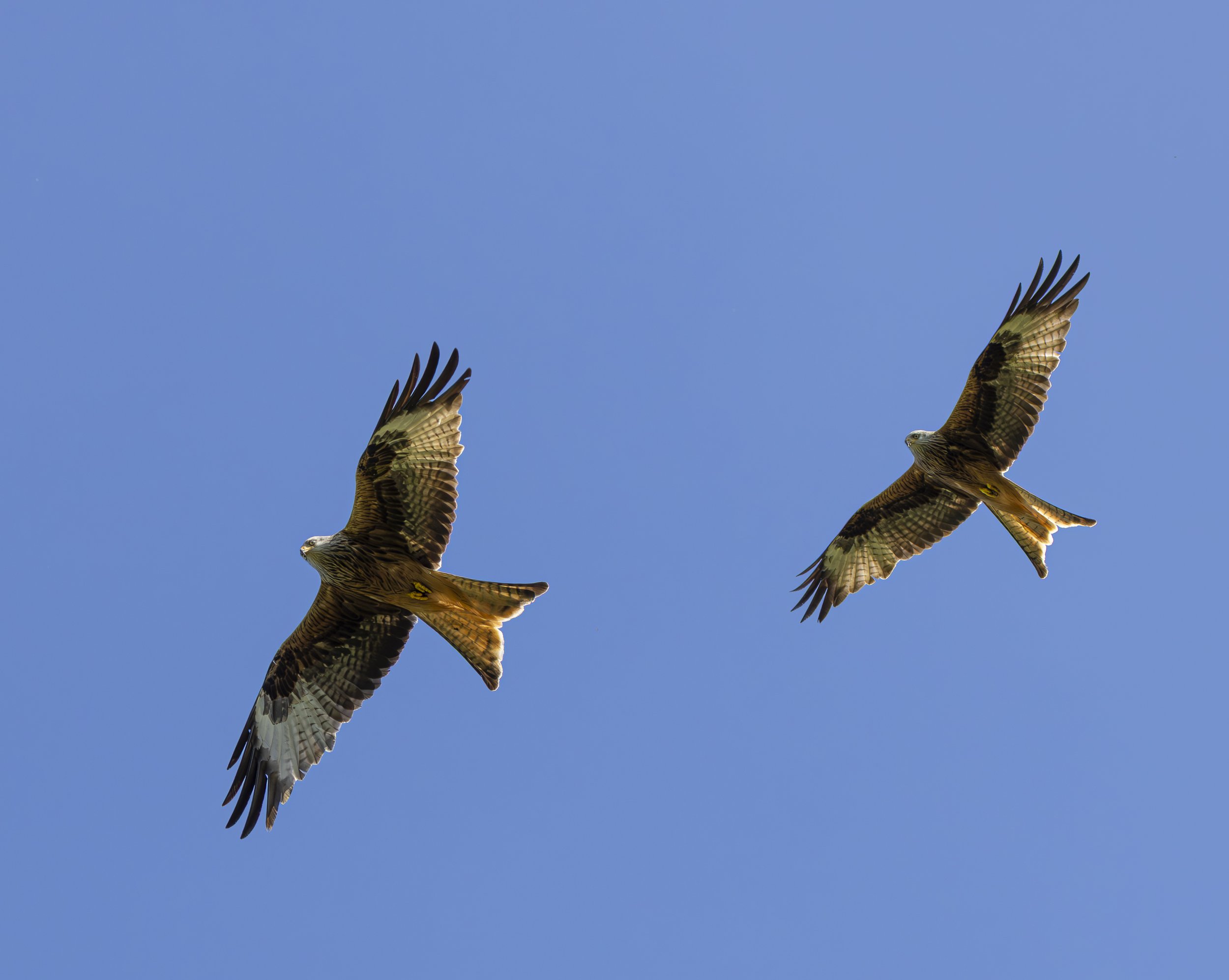 Red Kites at Gigrin Farm