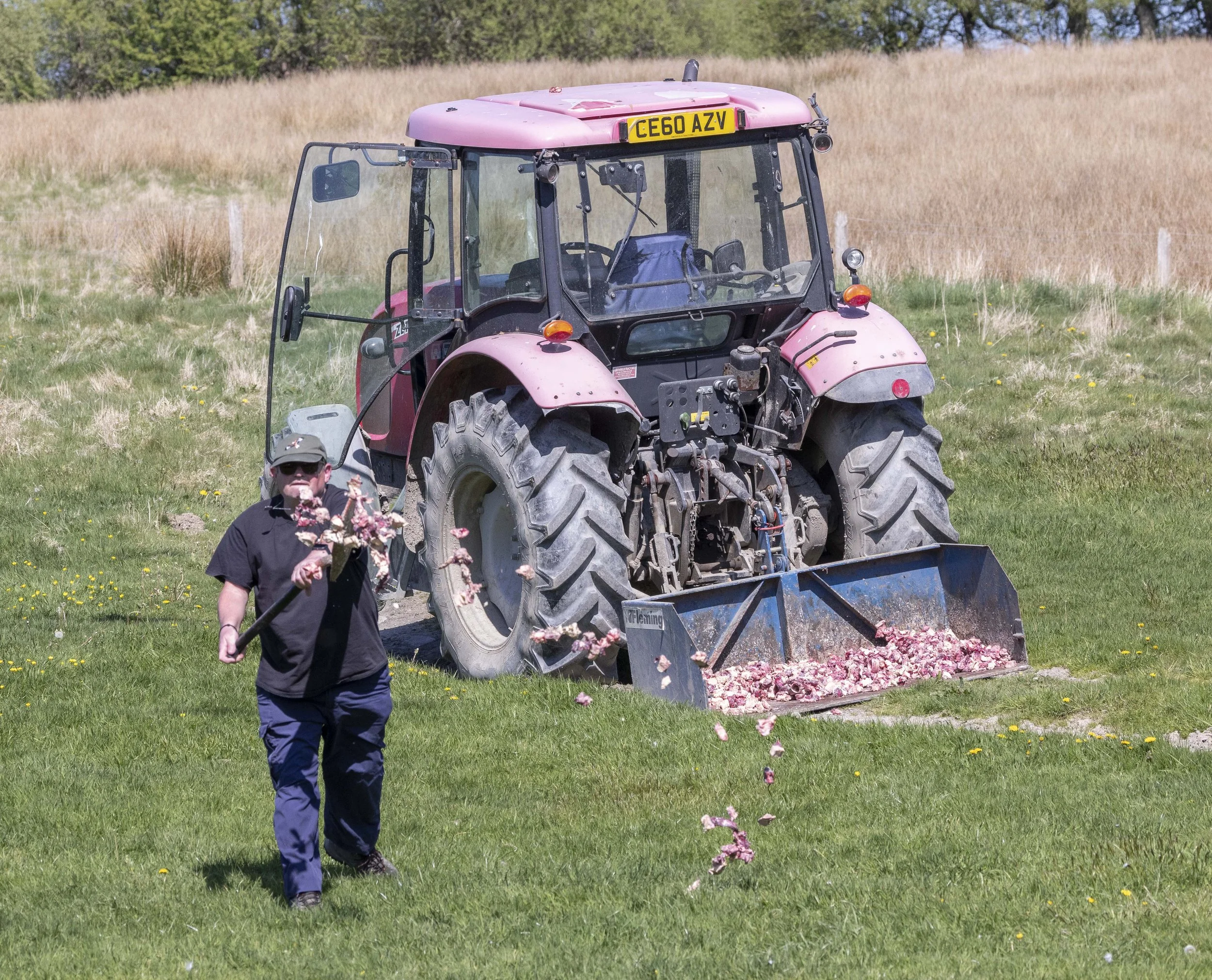 Red Kites at Gigrin Farm