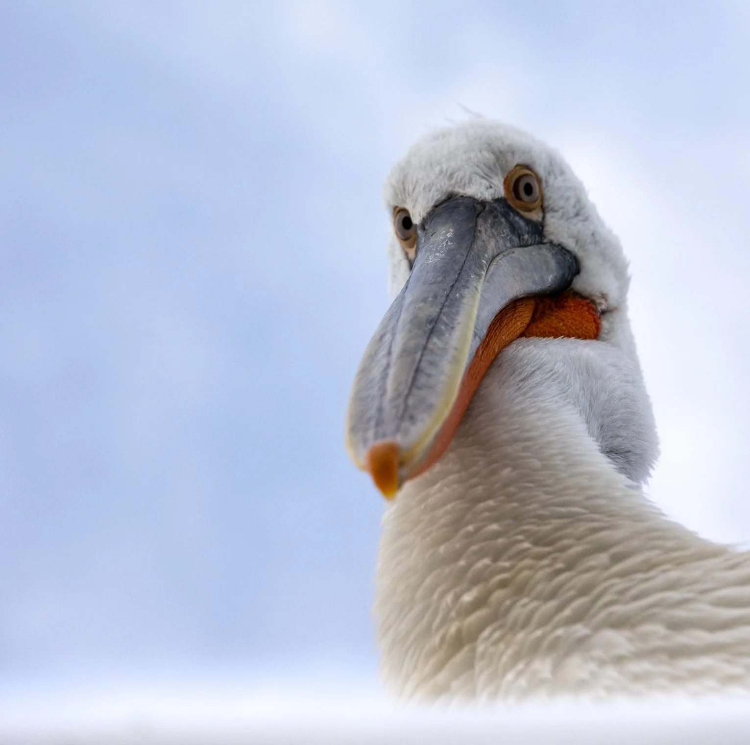 Kerkini Pelicans-3263.jpg