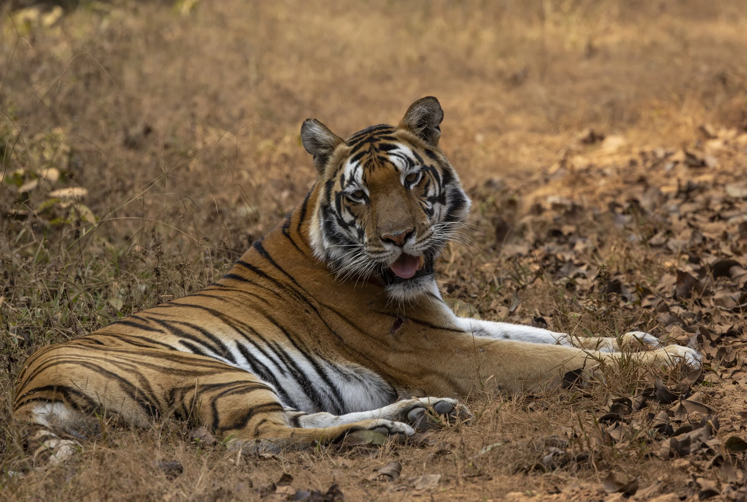 Kanha Day 4-8393.jpg