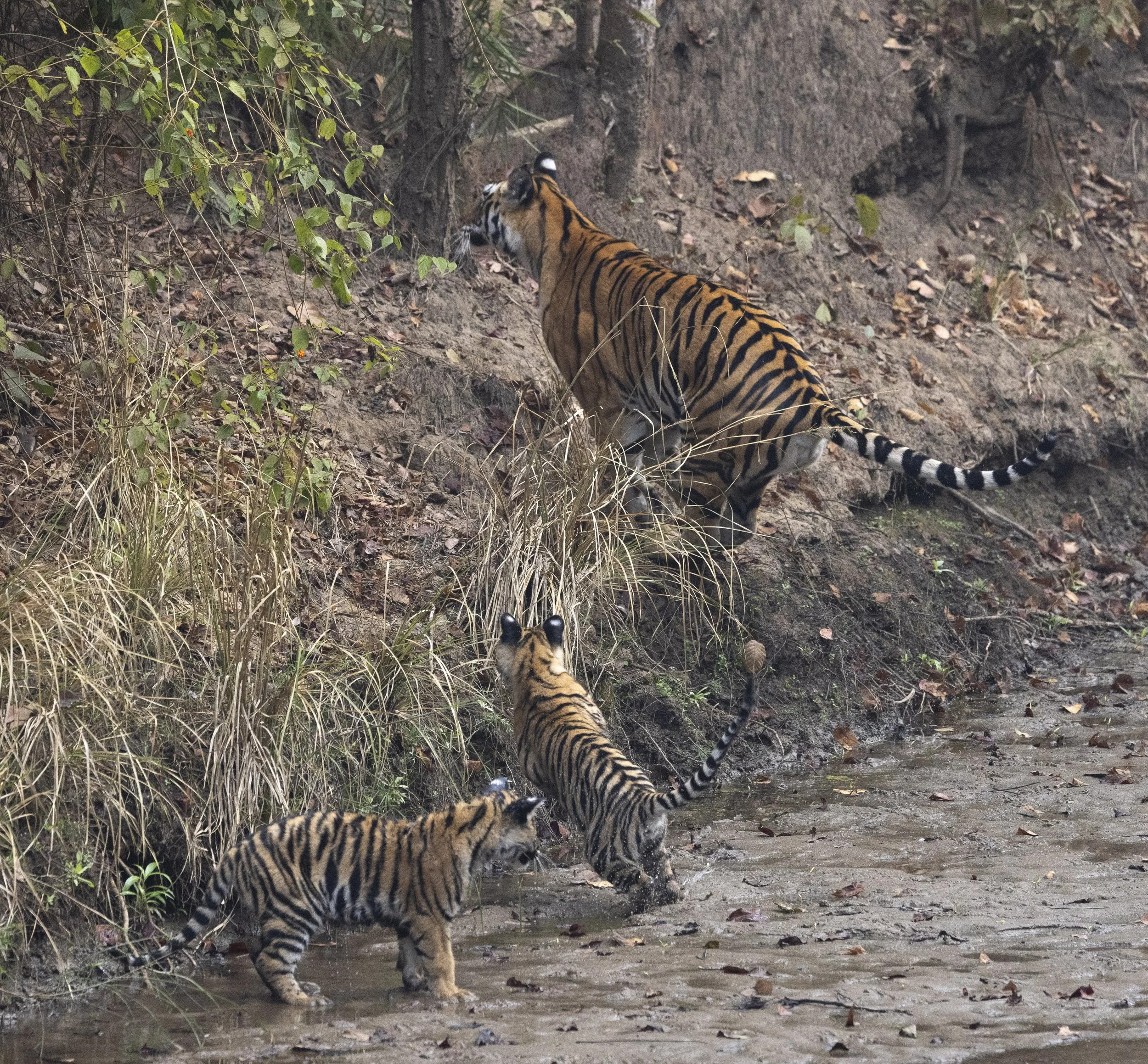 Kanha Day 4-8060.jpg