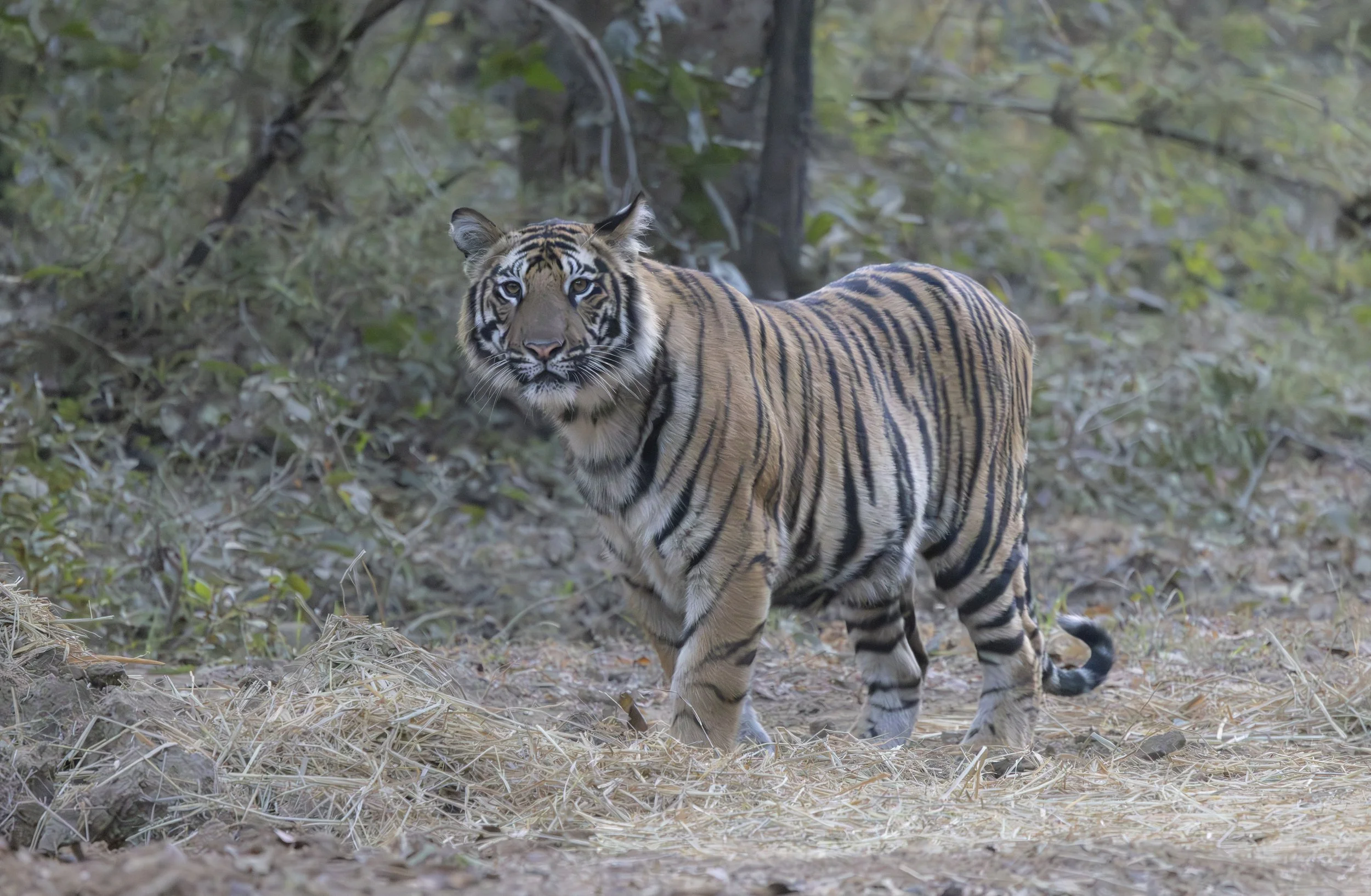 Samode Lodge Day 1-4407.jpg