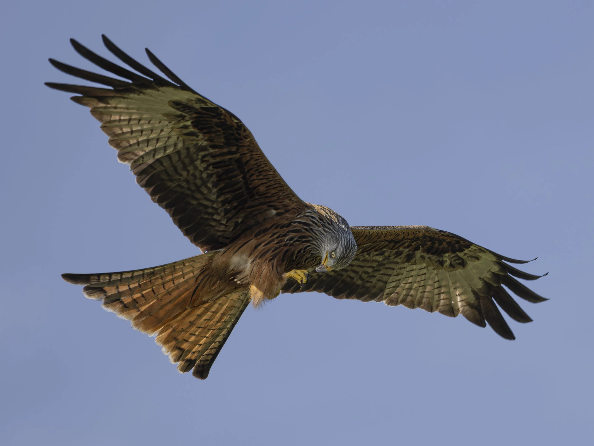Red Kites at Gigrin Farm