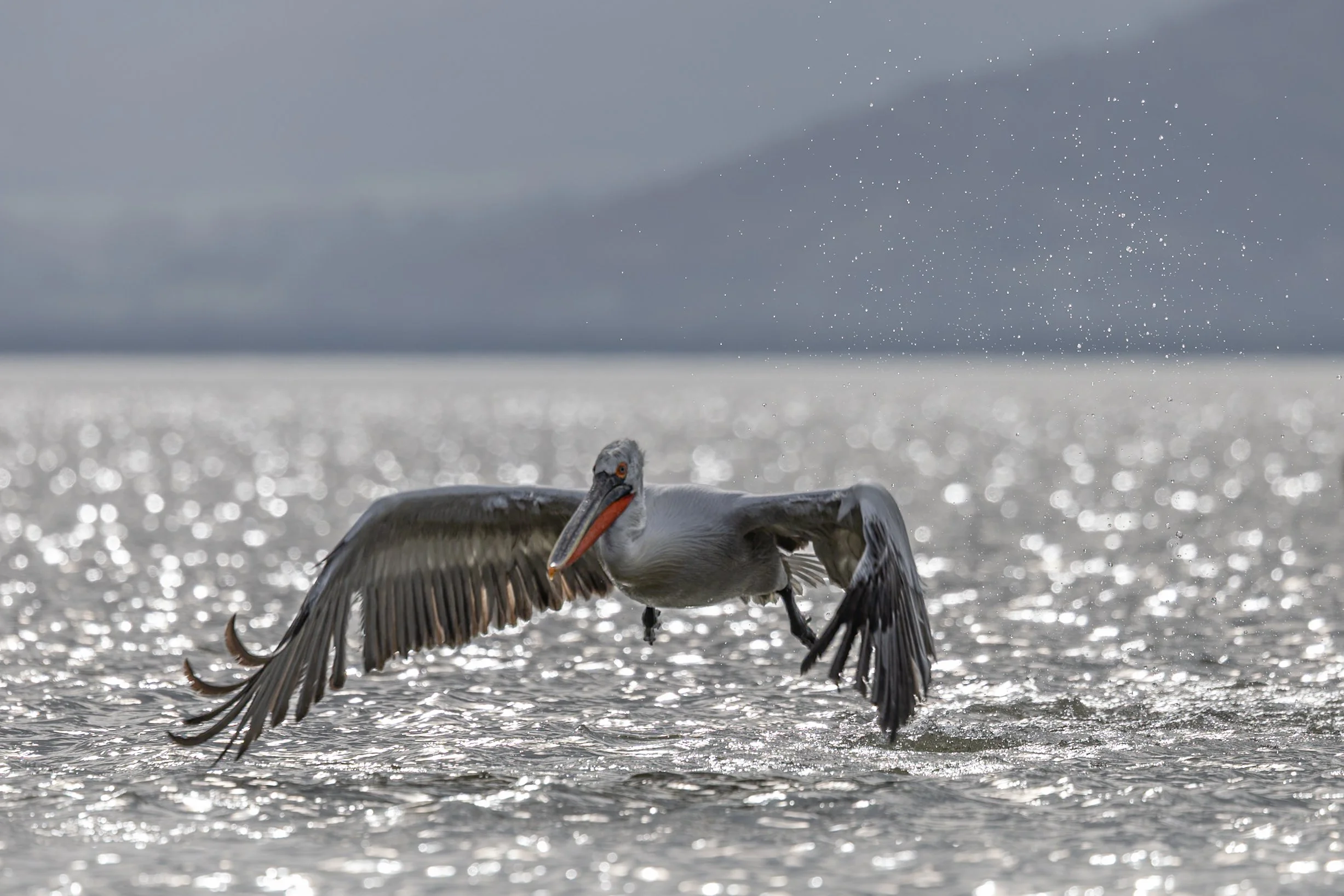 Kerkini Pelicans-3745.jpg