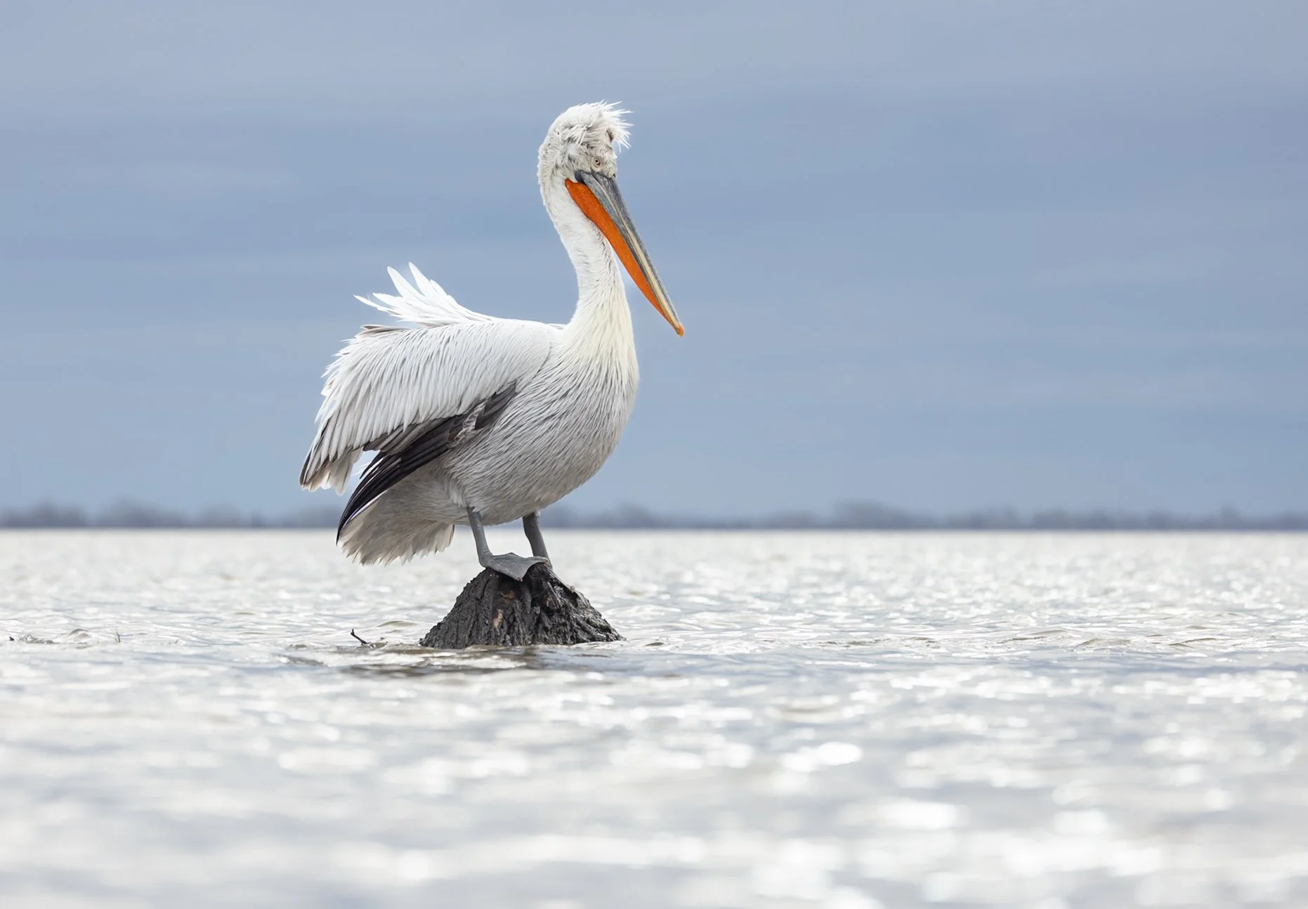Kerkini Pelicans-2-2.jpg
