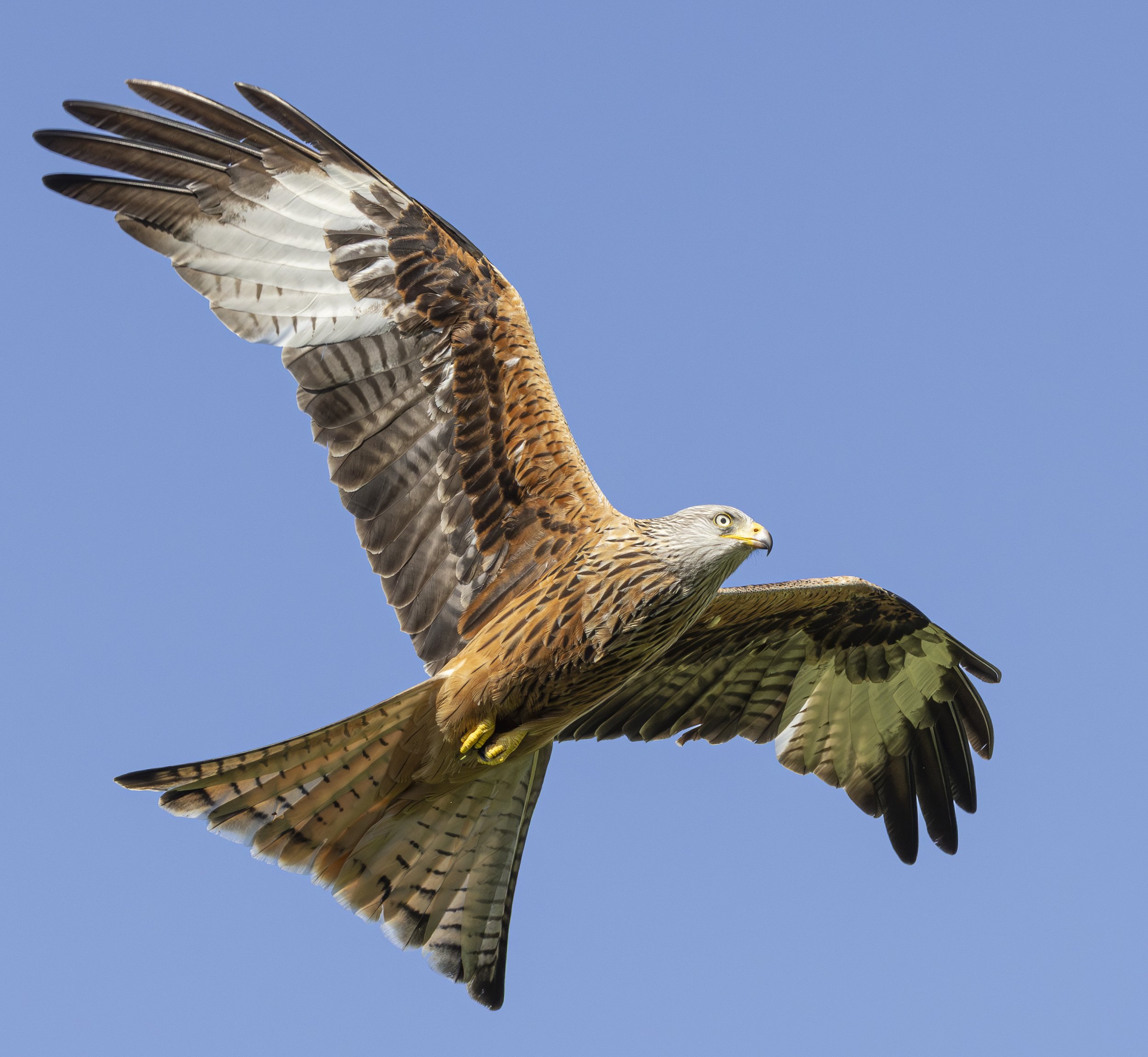 Red Kites at Gigrin Farm