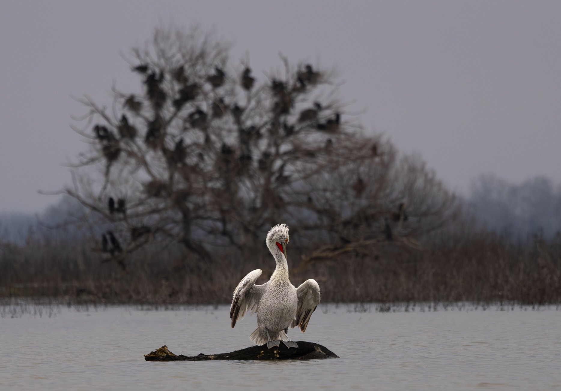 Kerkini Pelicans-2779.jpg