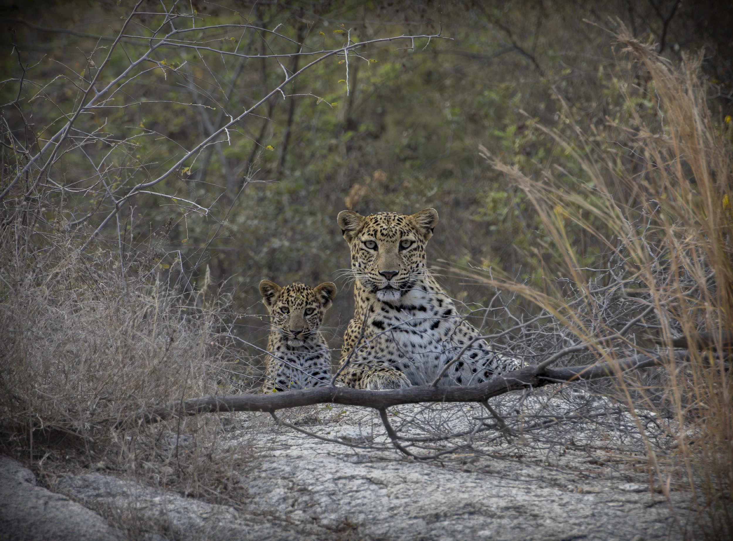 Jawai Day 1-8490.jpg