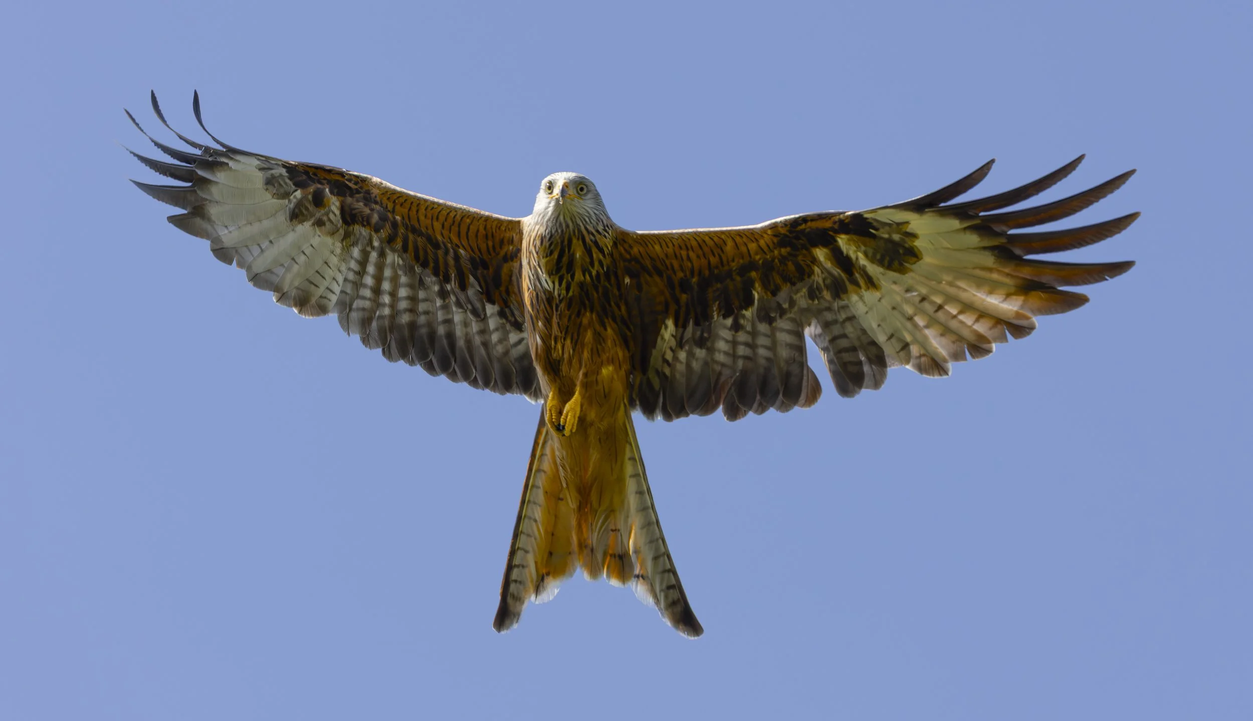 Red Kites at Gigrin Farm