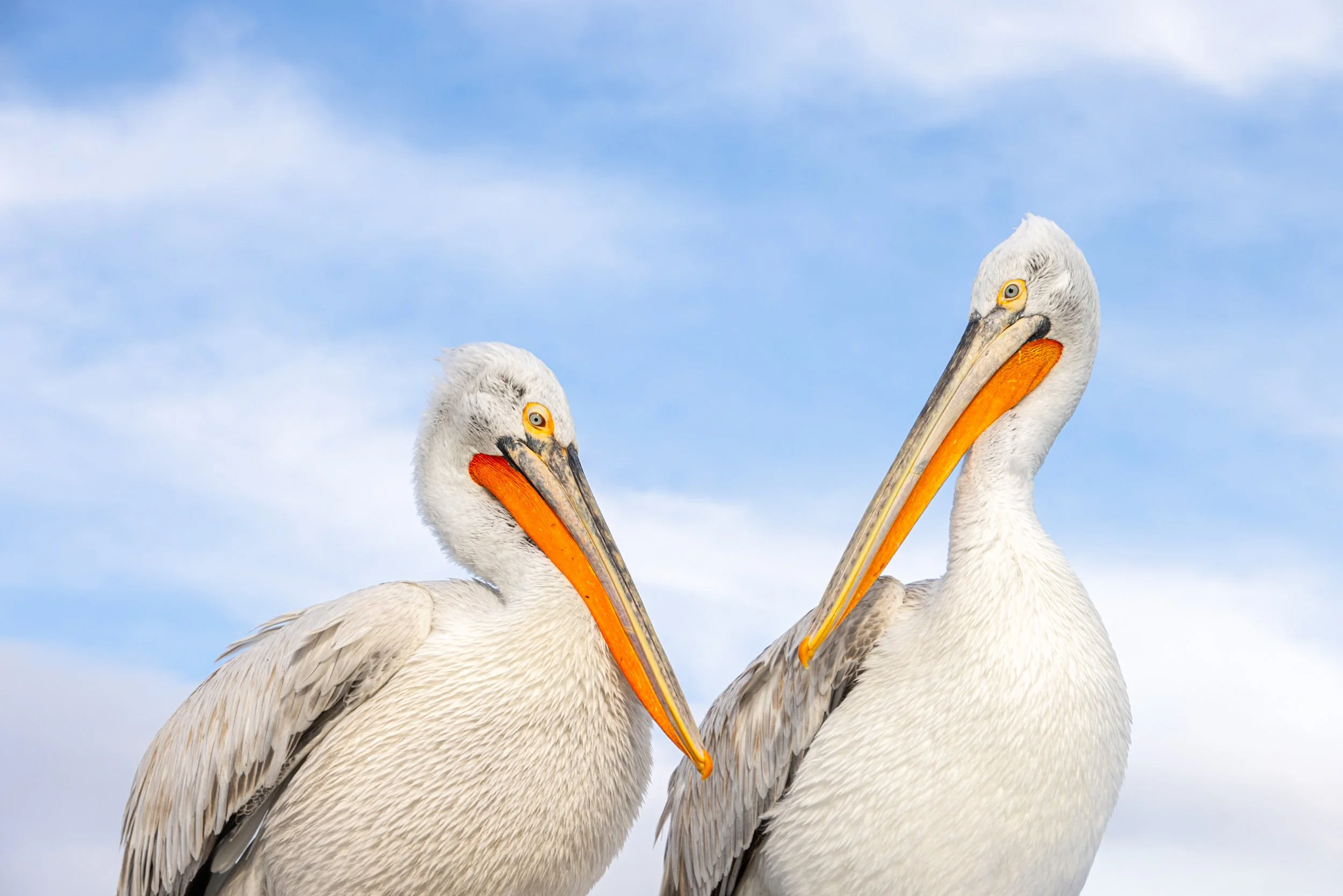Kerkini Pelicans-2-10.jpg