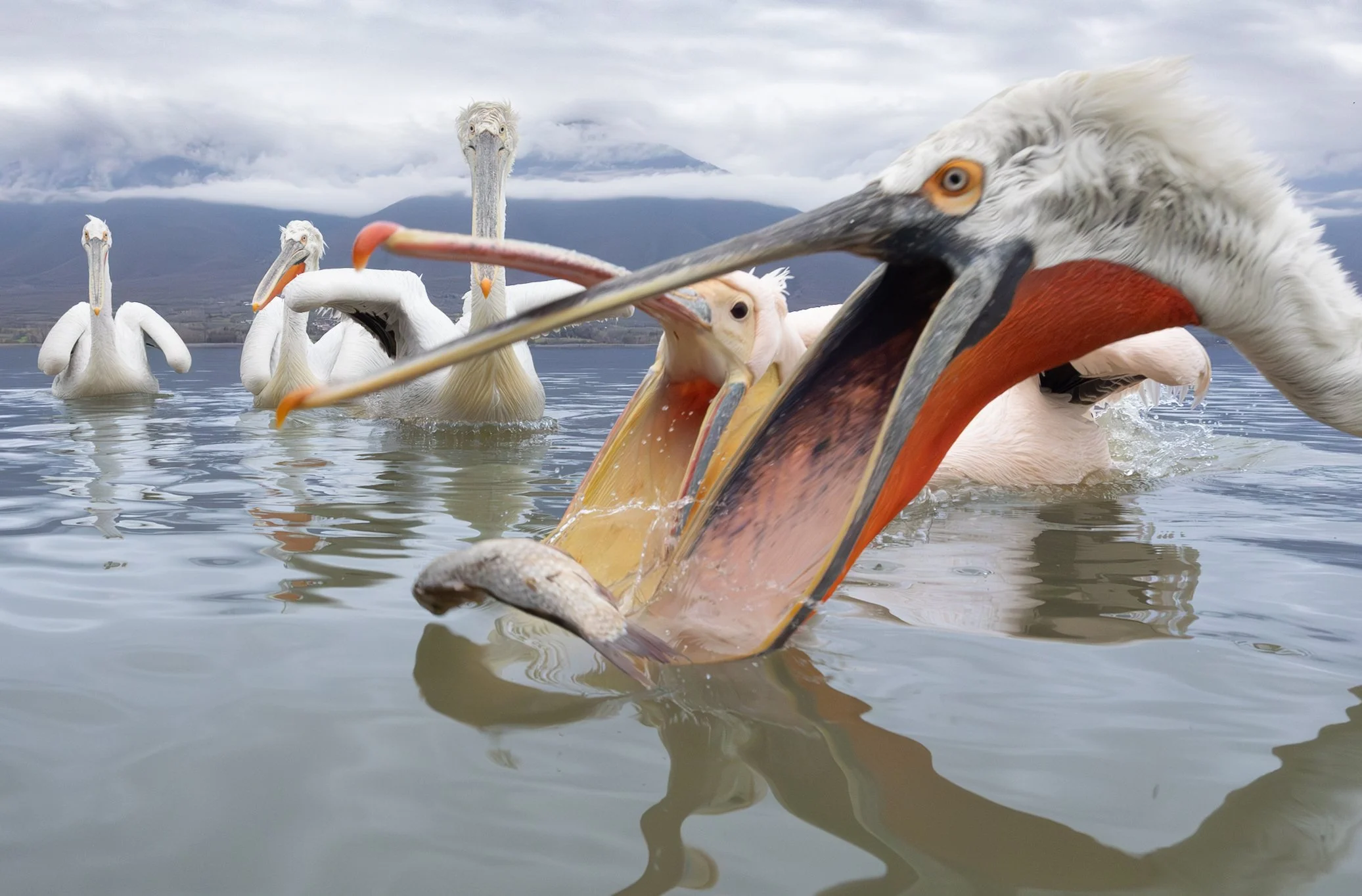 Kerkini Pelicans-1394.jpg