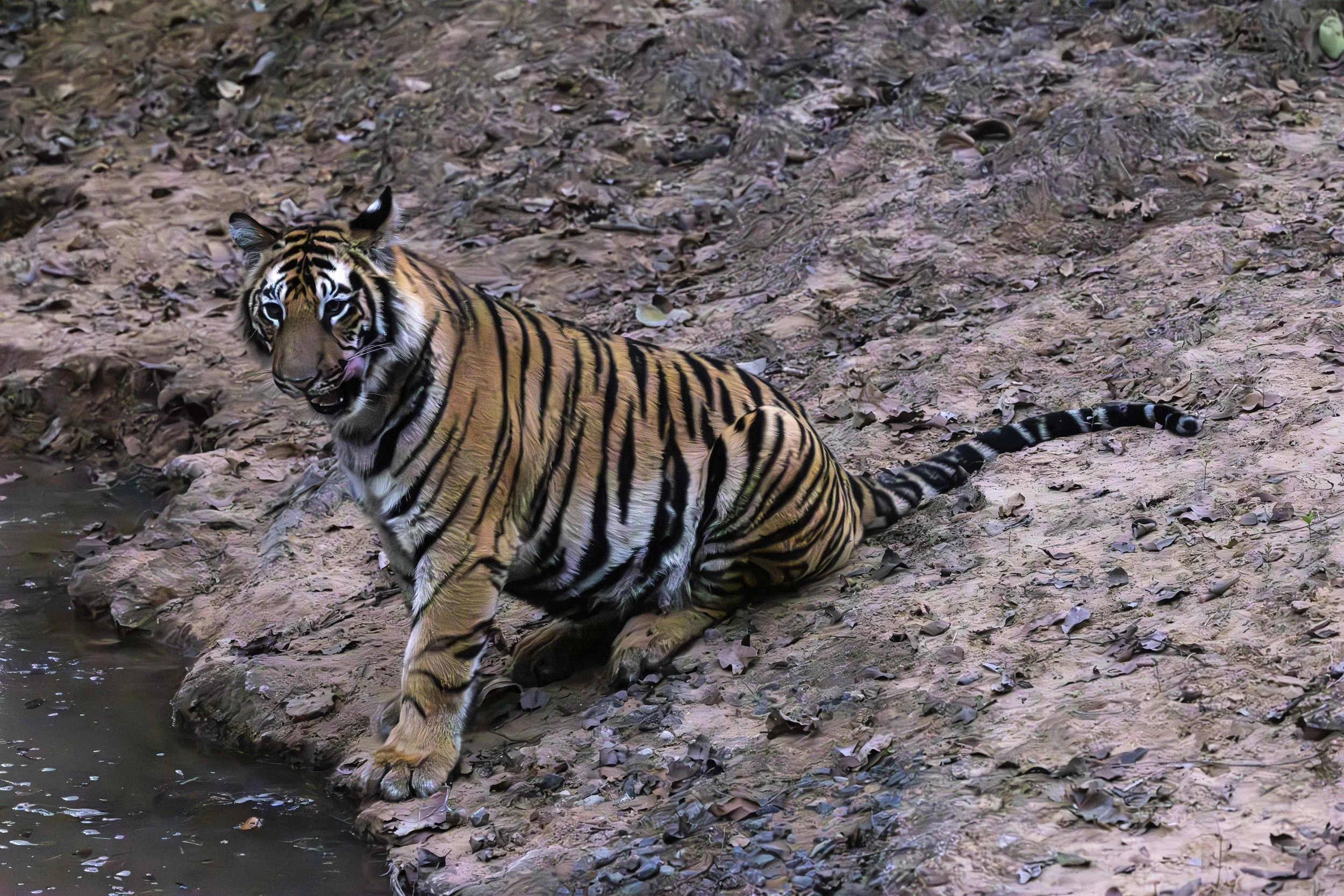 Samode Lodge Day 1-4704.jpg