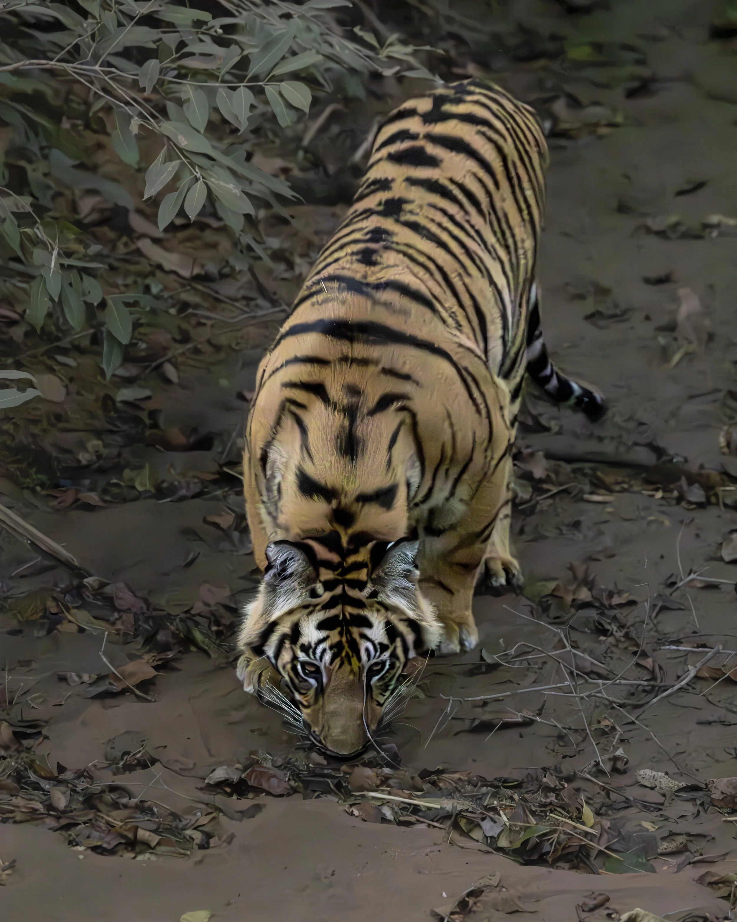 Samode Lodge Day 1-4617.jpg